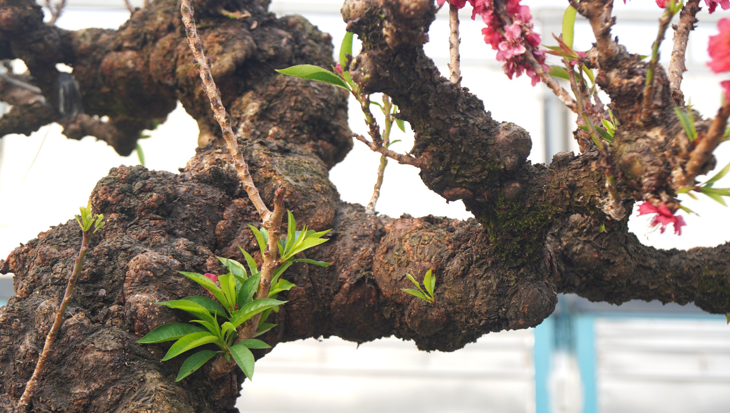 Đ&agrave;o thất thốn 'đổ bộ' đến xứ Thanh - Ảnh 8.