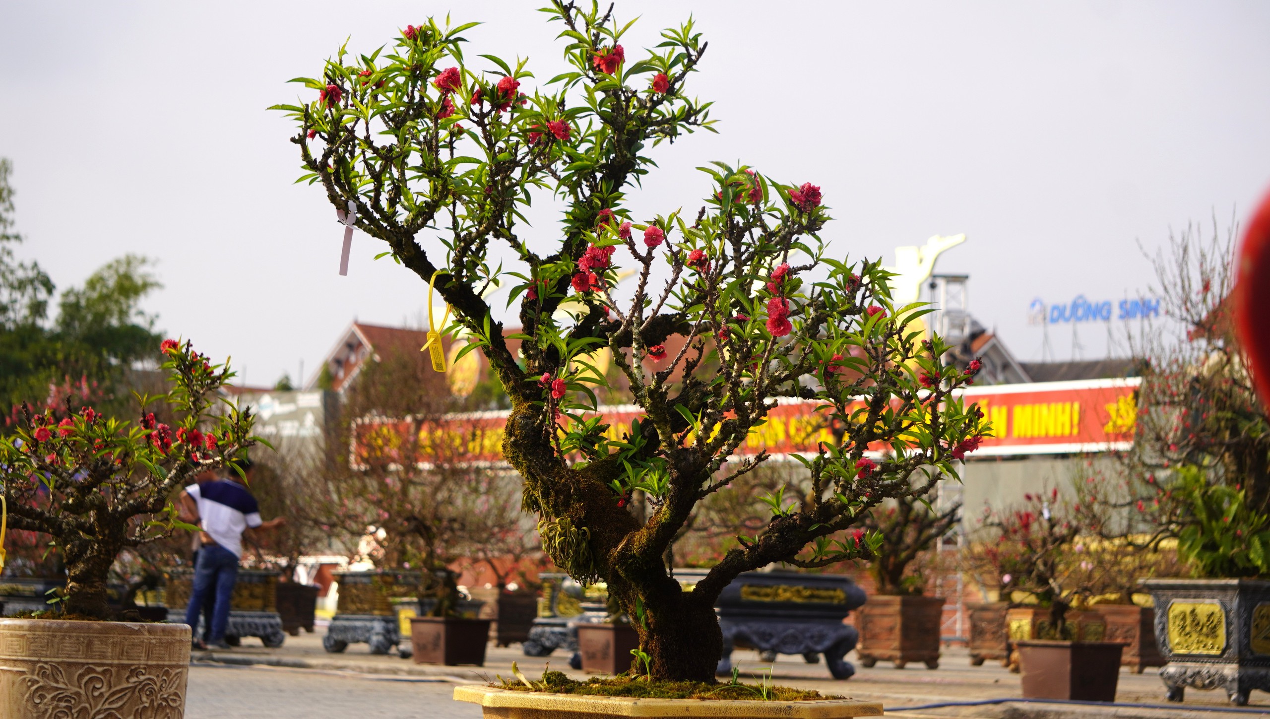 Đ&agrave;o thất thốn 'đổ bộ' đến xứ Thanh - Ảnh 3.