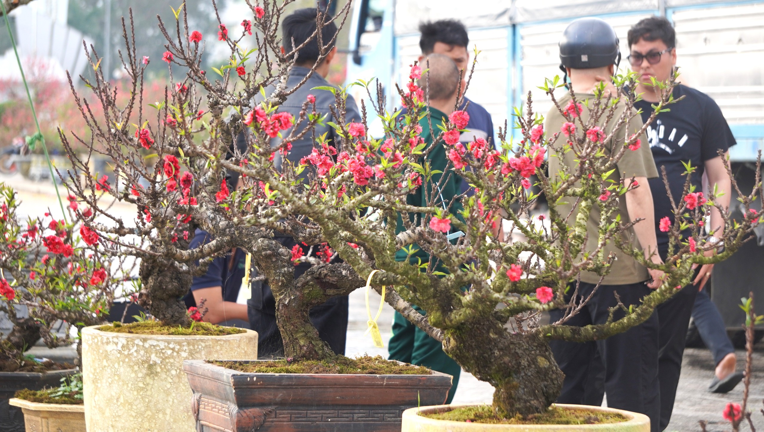 Đ&agrave;o thất thốn 'đổ bộ' đến xứ Thanh - Ảnh 9.