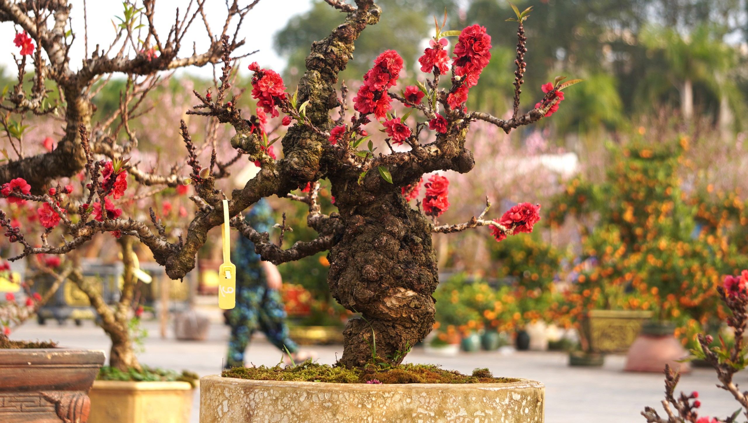 Đ&agrave;o thất thốn 'đổ bộ' đến xứ Thanh - Ảnh 1.