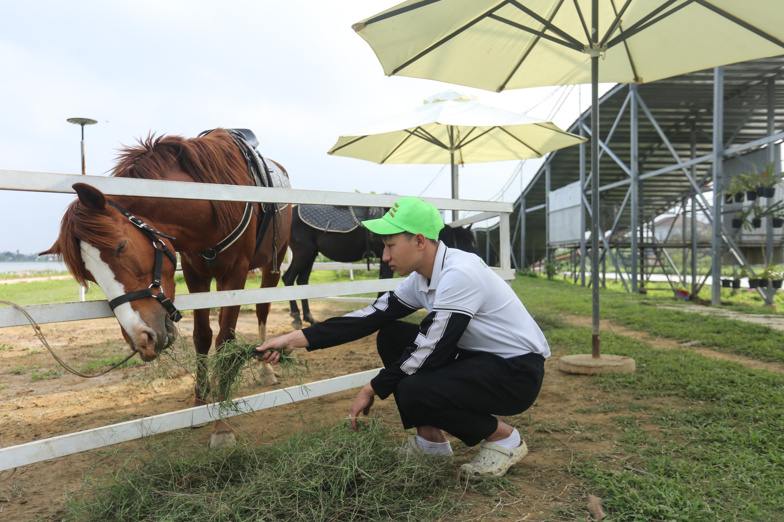 Chuyện 3 ch&uacute; ngựa 'mẫu ảnh': Ăn uống 'sang chảnh', lu&ocirc;n c&oacute; 4 cận vệ cạnh b&ecirc;n - Ảnh 4.