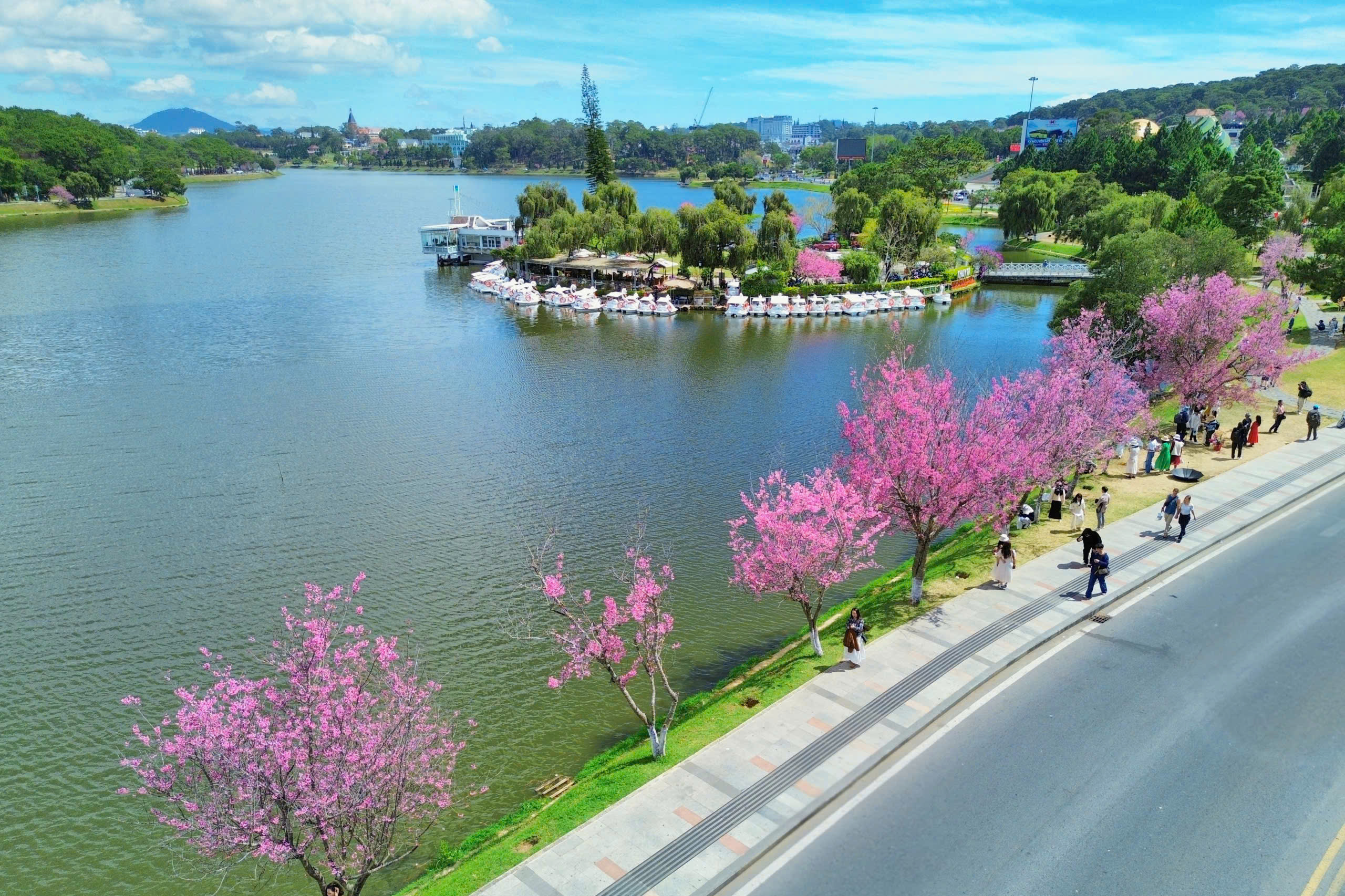 Bất ngờ mai anh đ&agrave;o nhuộm hồng Đ&agrave; Lạt, du kh&aacute;ch h&agrave;o hứng check-in - Ảnh 4.