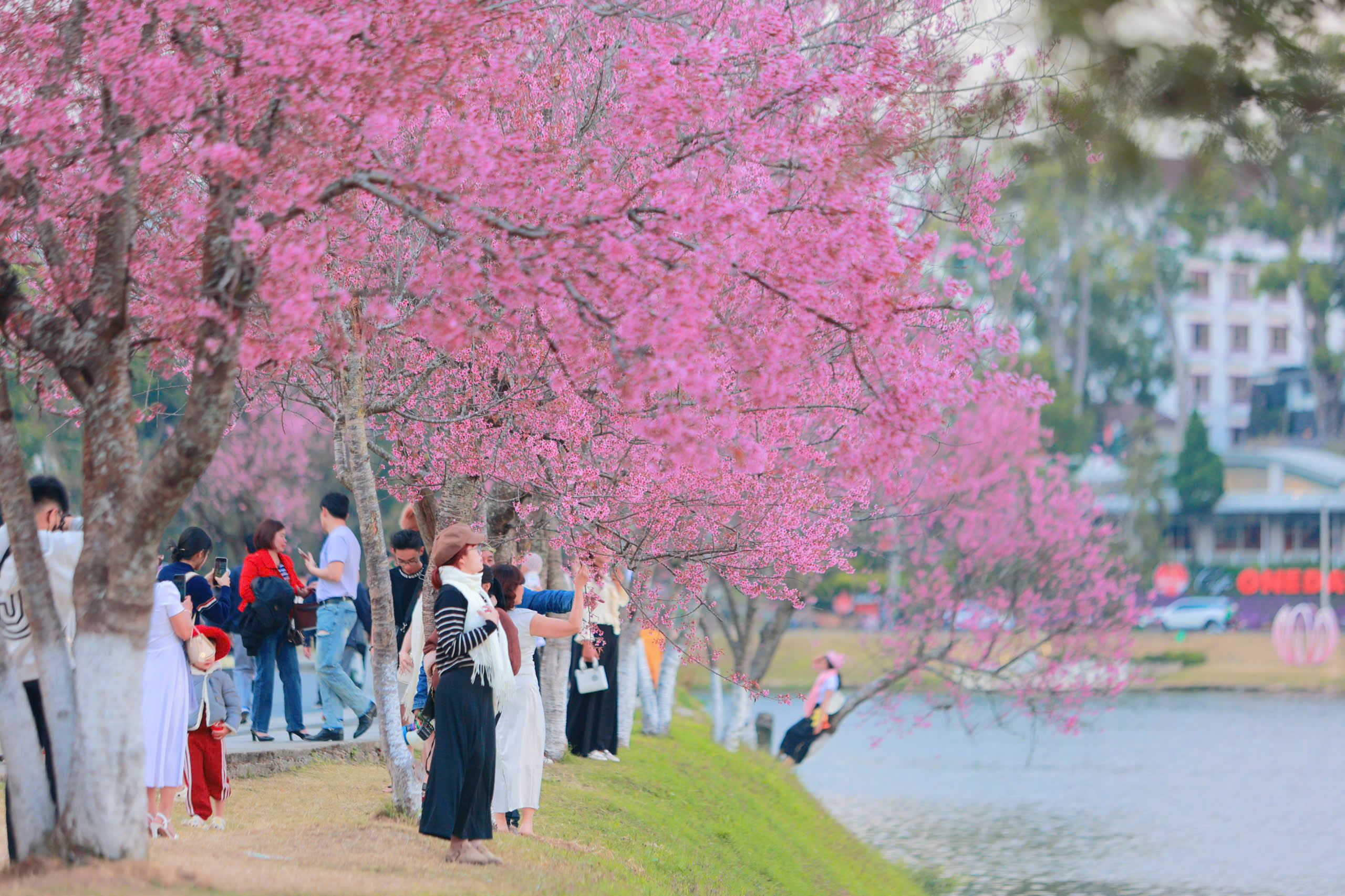 Bất ngờ mai anh đ&agrave;o nhuộm hồng Đ&agrave; Lạt, du kh&aacute;ch h&agrave;o hứng check-in - Ảnh 1.