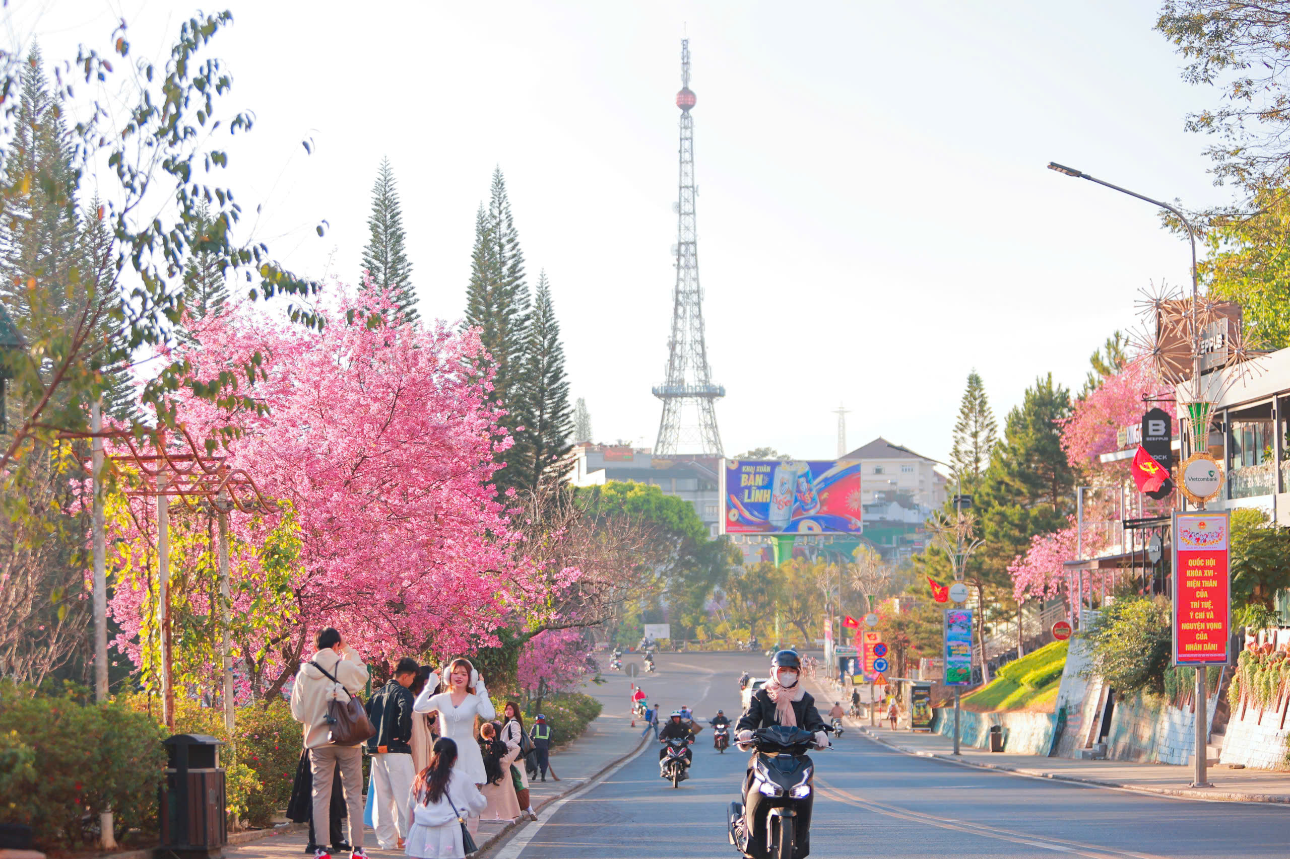 Bất ngờ mai anh đ&agrave;o nhuộm hồng Đ&agrave; Lạt, du kh&aacute;ch h&agrave;o hứng check-in - Ảnh 11.