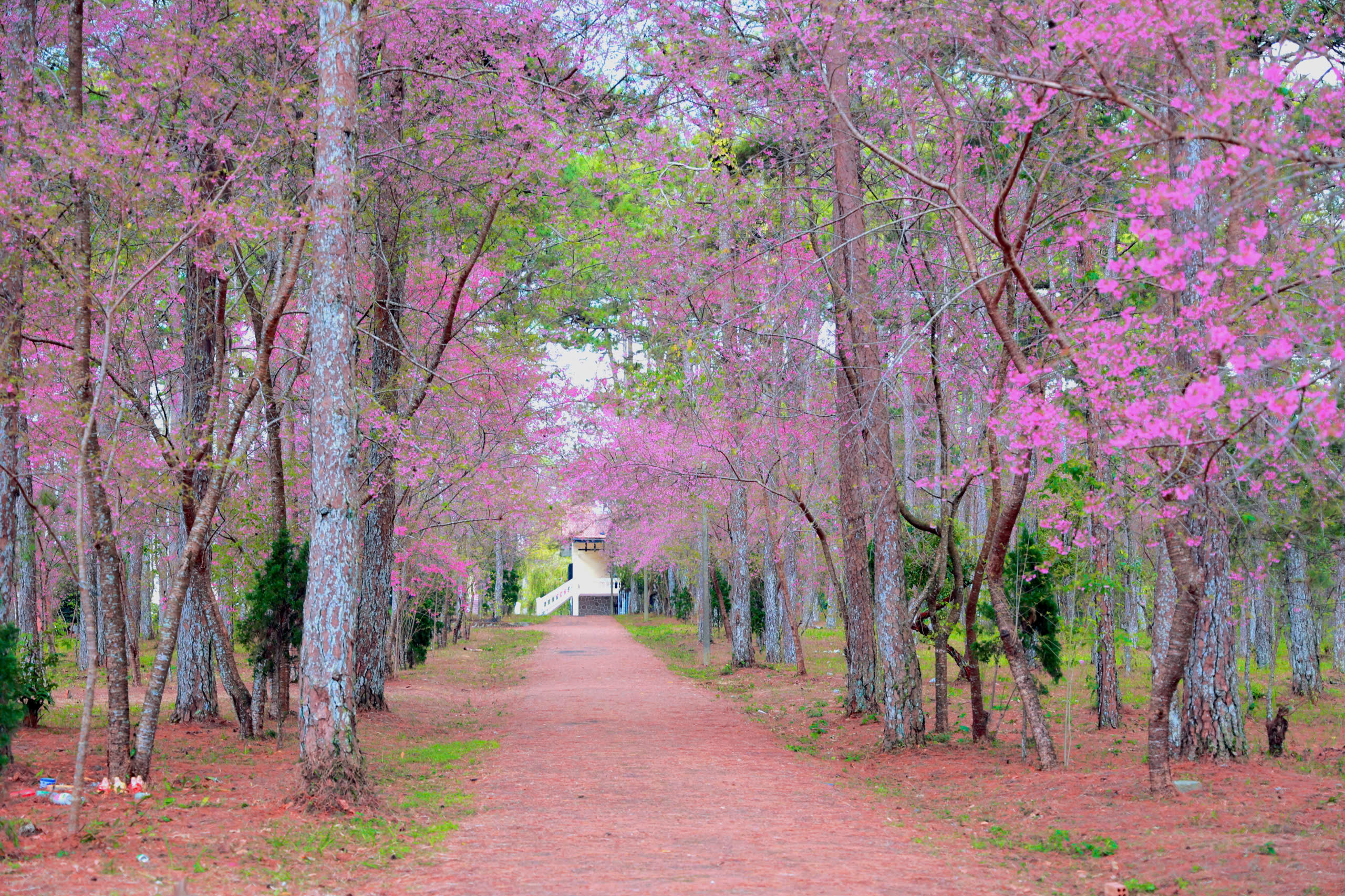 Bất ngờ mai anh đ&agrave;o nhuộm hồng Đ&agrave; Lạt, du kh&aacute;ch h&agrave;o hứng check-in - Ảnh 17.