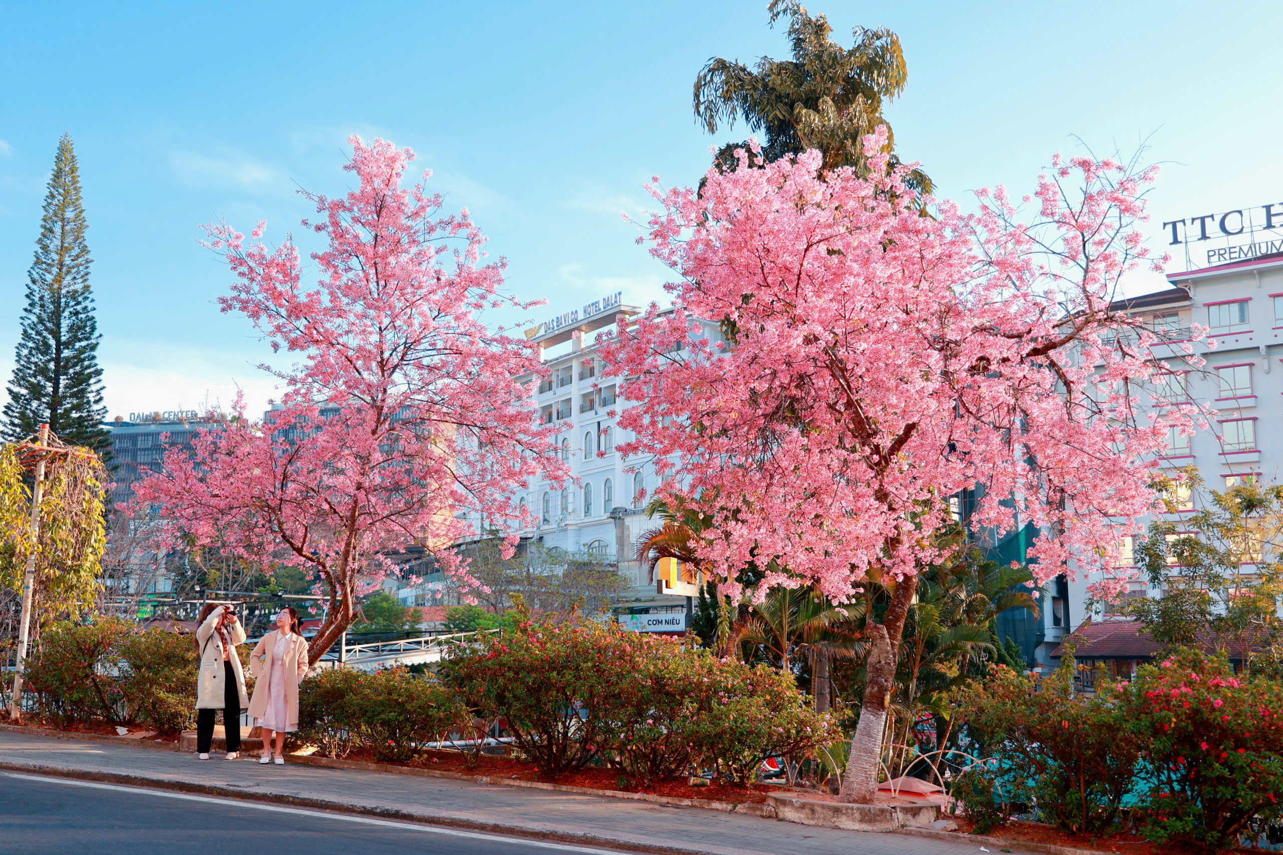 Bất ngờ mai anh đào nhuộm hồng Đà Lạt, du khách hào hứng check-in - Ảnh 14.