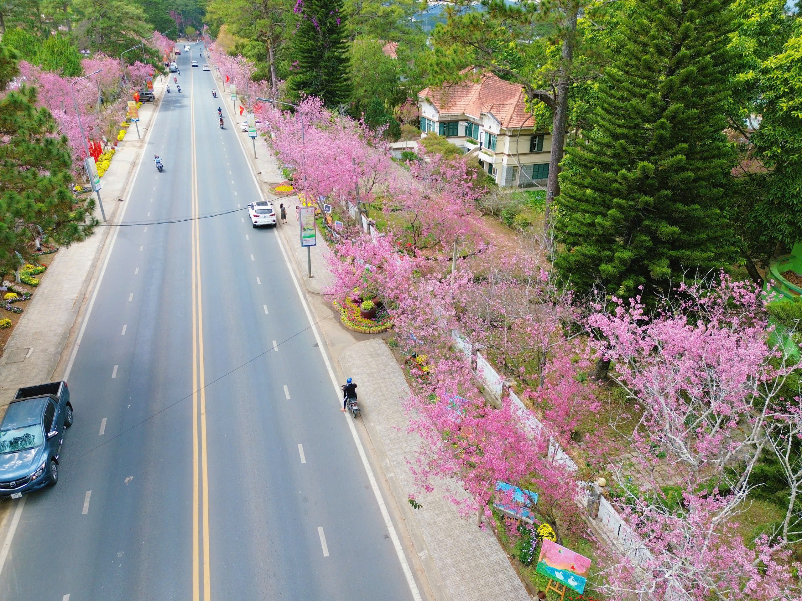 Bất ngờ mai anh đào nhuộm hồng Đà Lạt, du khách hào hứng check-in - Ảnh 16.