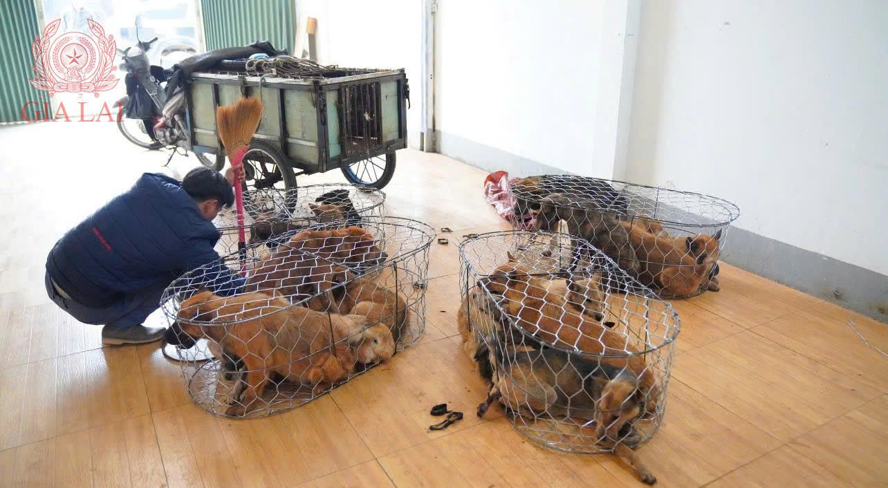 Bắt nhóm trộm hơn 5.200 con chó gây phẫn nộ ở Gia Lai- Ảnh 2.