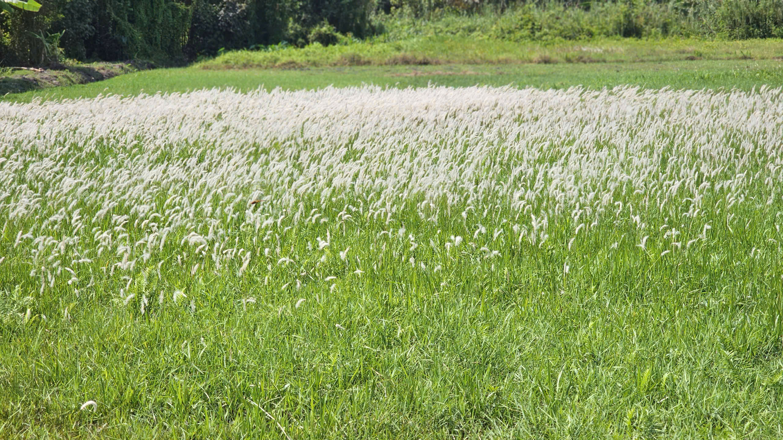 Đánh thức tiềm năng du lịch cộng đồng An Nhơn Tây - Sắc màu làng quê - Ảnh 3.