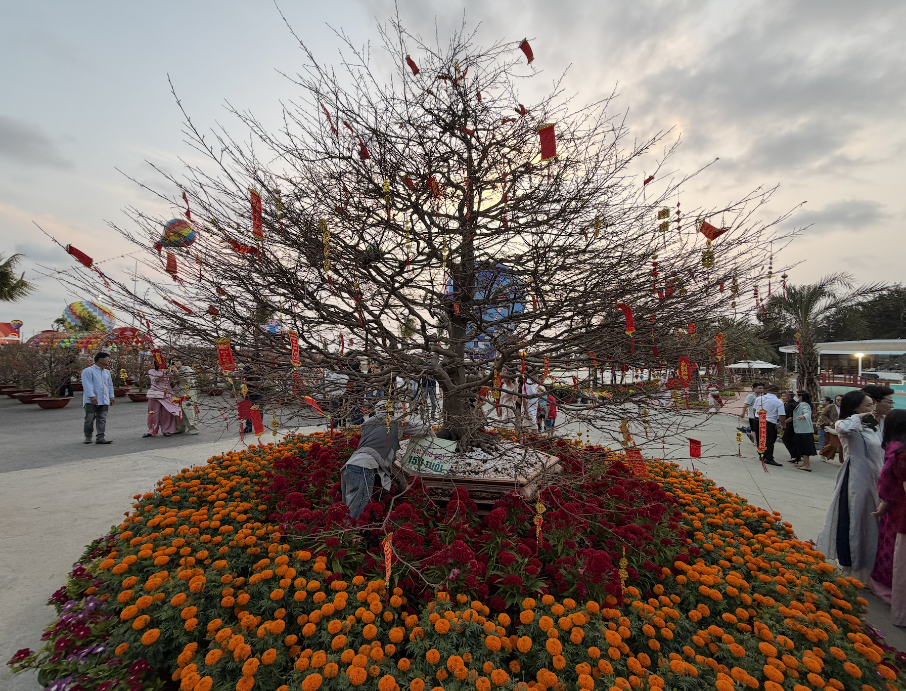 'Lão mai' 150 tuổi ở Cần Giờ đẹp cỡ nào mà du khách háo hức chụp ảnh?- Ảnh 1.