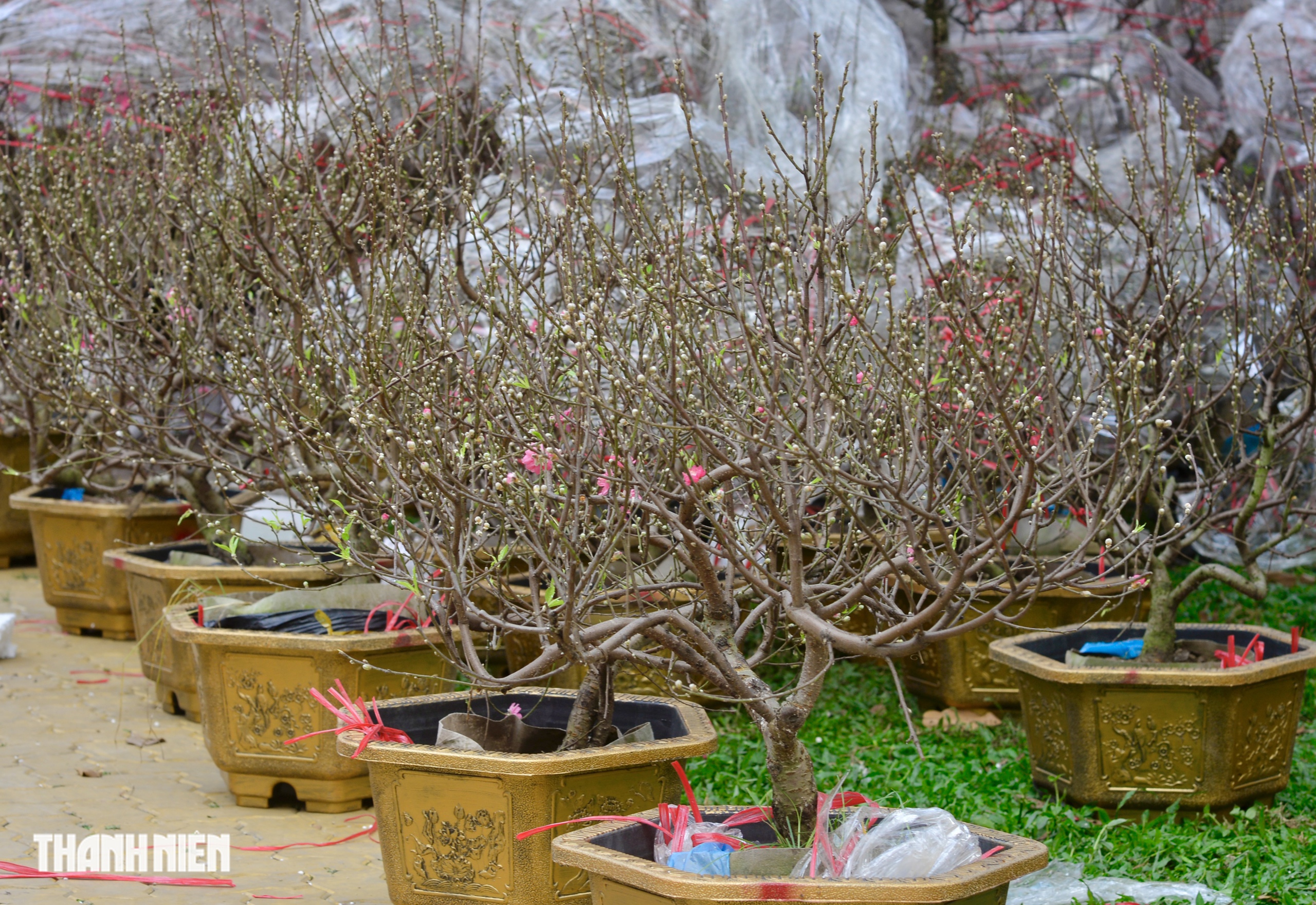 Chợ hoa tết ở tp.Hcm: Hoa đ&agrave;o quyến rũ chờ đ&oacute;n Bạn - Ảnh 9.