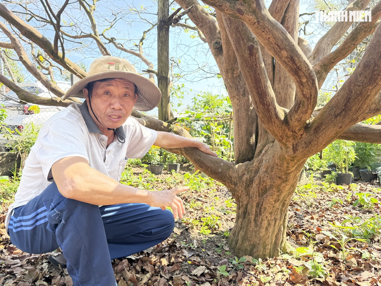 C&acirc;y mai v&agrave;ng hơn 70 năm tuổi ở Quảng Ng&atilde;i được chủ 'h&eacute;t gi&aacute;' 3,5 tỉ đồng - Ảnh 9.