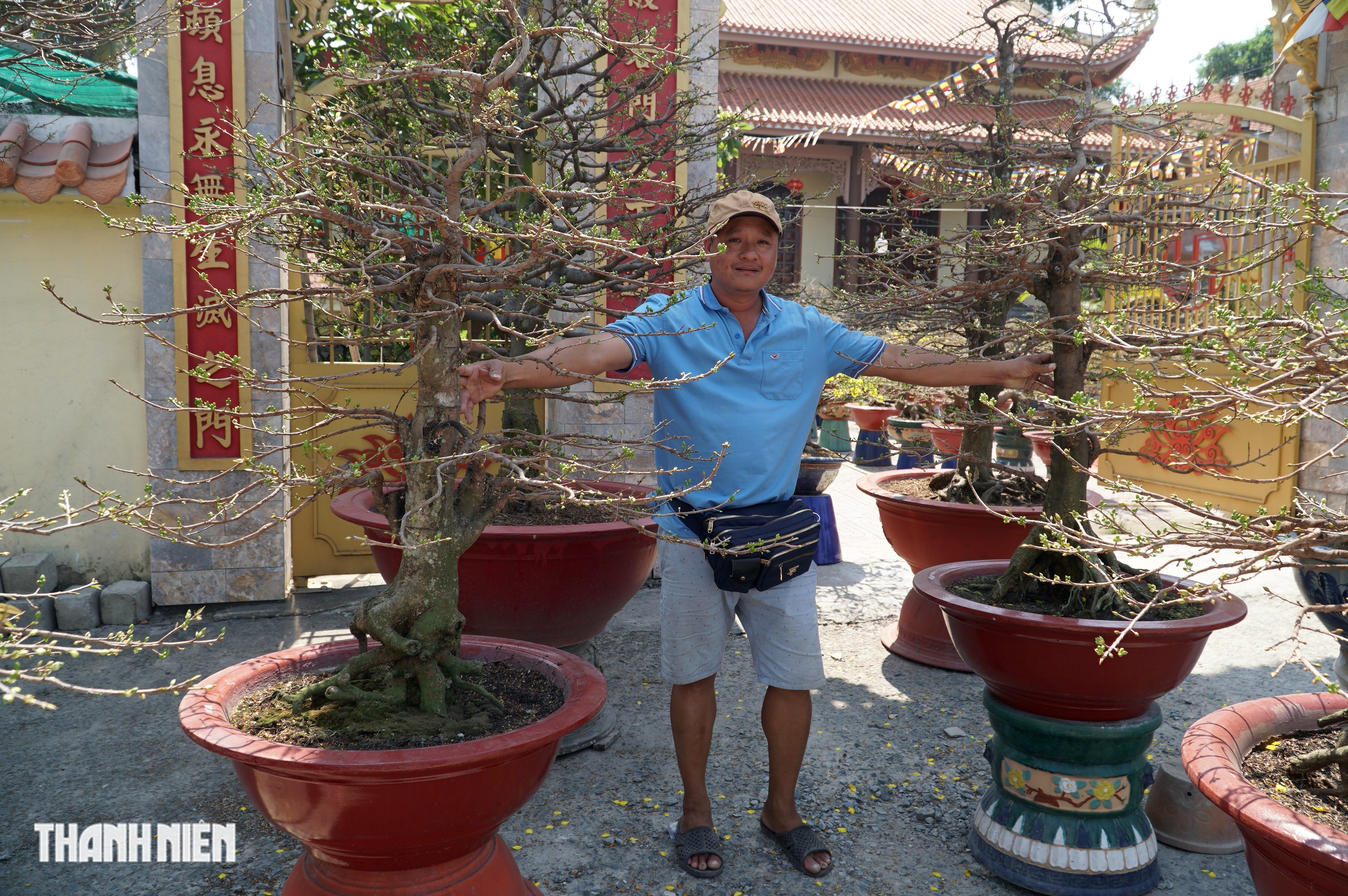 Mai tết đường Phạm Văn Đồng, TP.HCM: Thấp nhất 1 triệu, cao nhất trăm triệu đồng/cây- Ảnh 5.