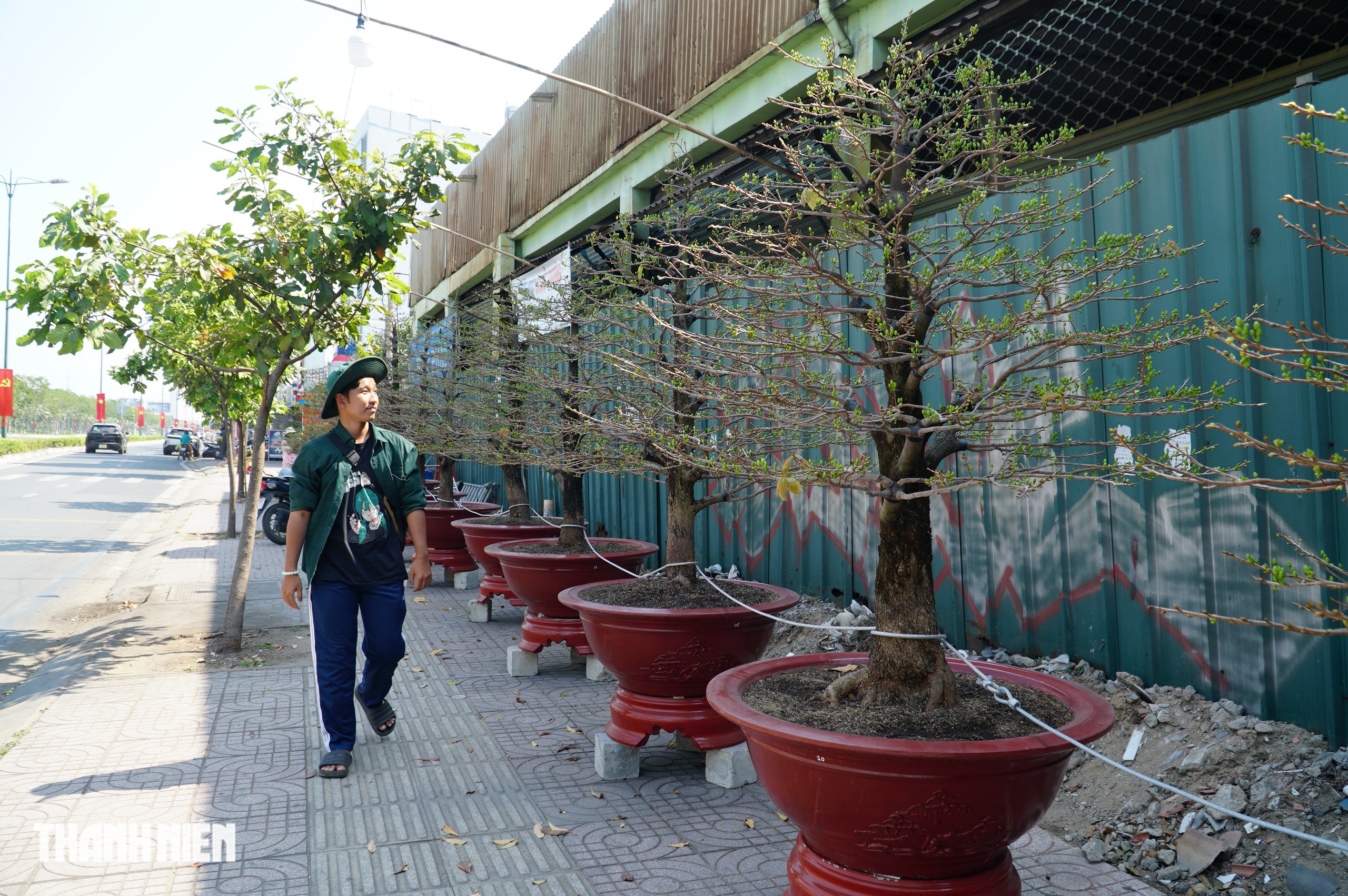 Mai tết đường Phạm Văn Đồng, TP.HCM: Thấp nhất 1 triệu, cao nhất trăm triệu đồng/cây- Ảnh 3.