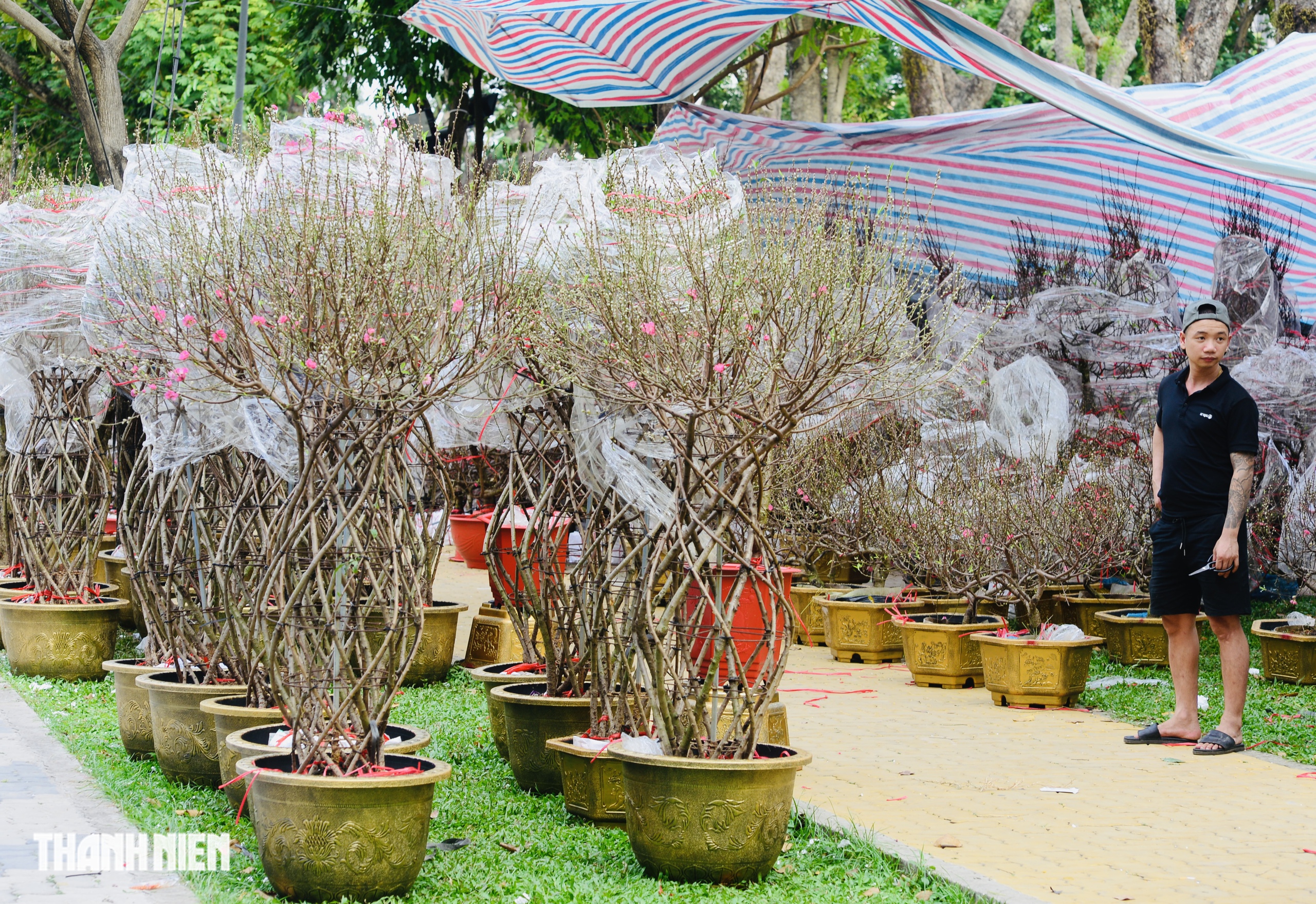 Chợ hoa tết ở tp.Hcm: Hoa đ&agrave;o quyến rũ chờ đ&oacute;n Bạn - Ảnh 6.