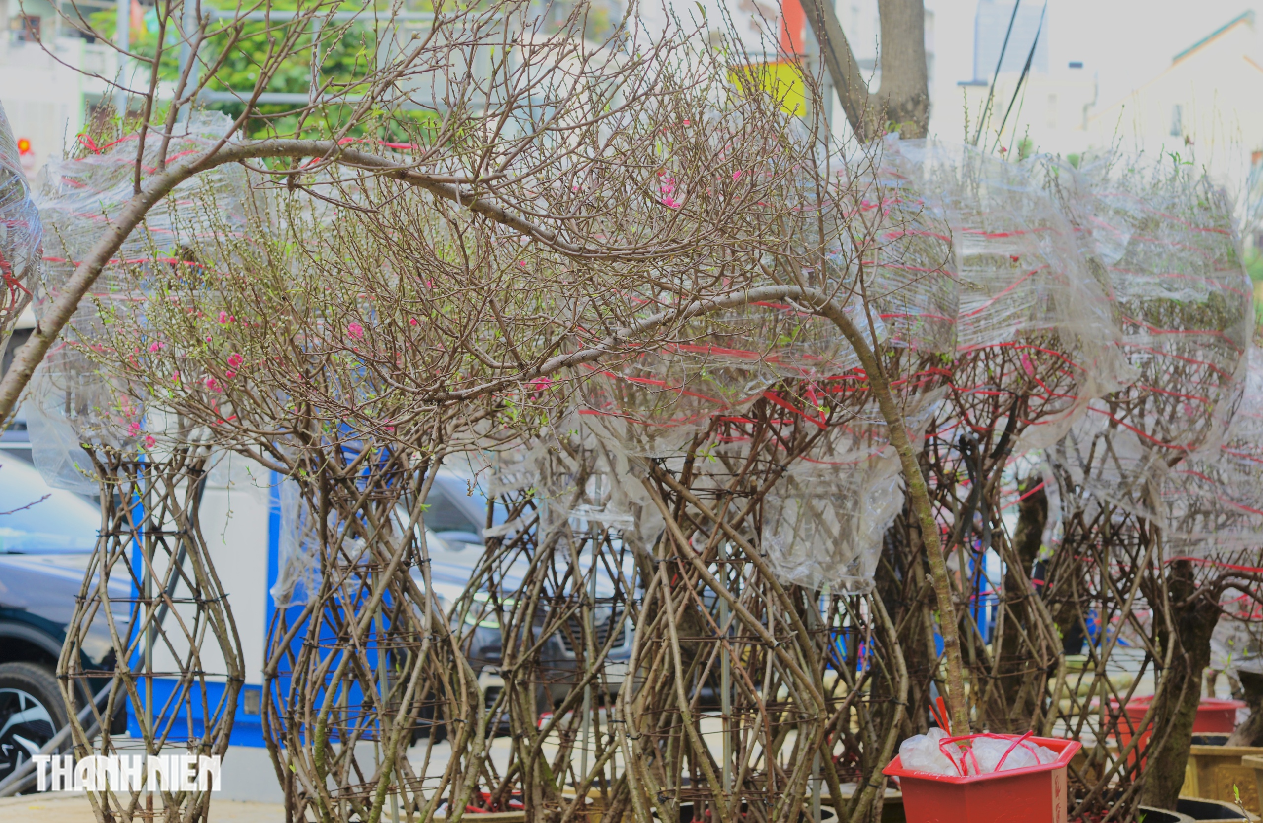 Chợ hoa tết ở tp.Hcm: Hoa đ&agrave;o quyến rũ chờ đ&oacute;n Bạn - Ảnh 8.