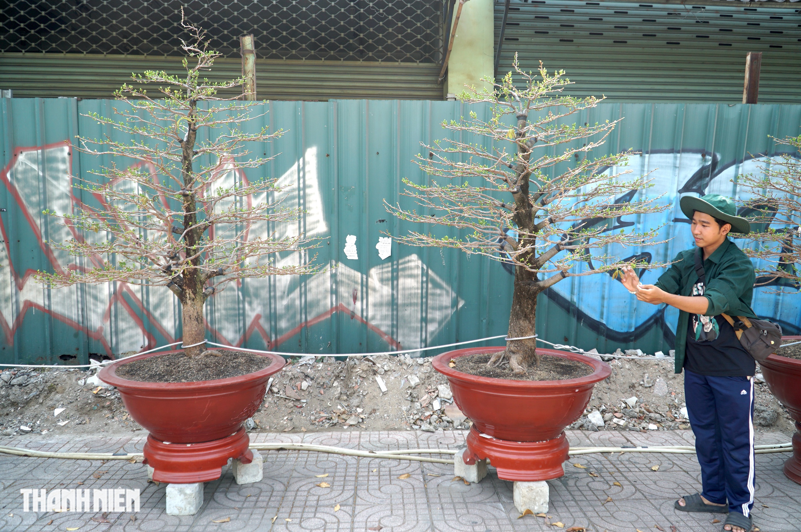 Mai tết đường Phạm Văn Đồng, TP.HCM: Thấp nhất 1 triệu, cao nhất trăm triệu đồng/cây- Ảnh 4.