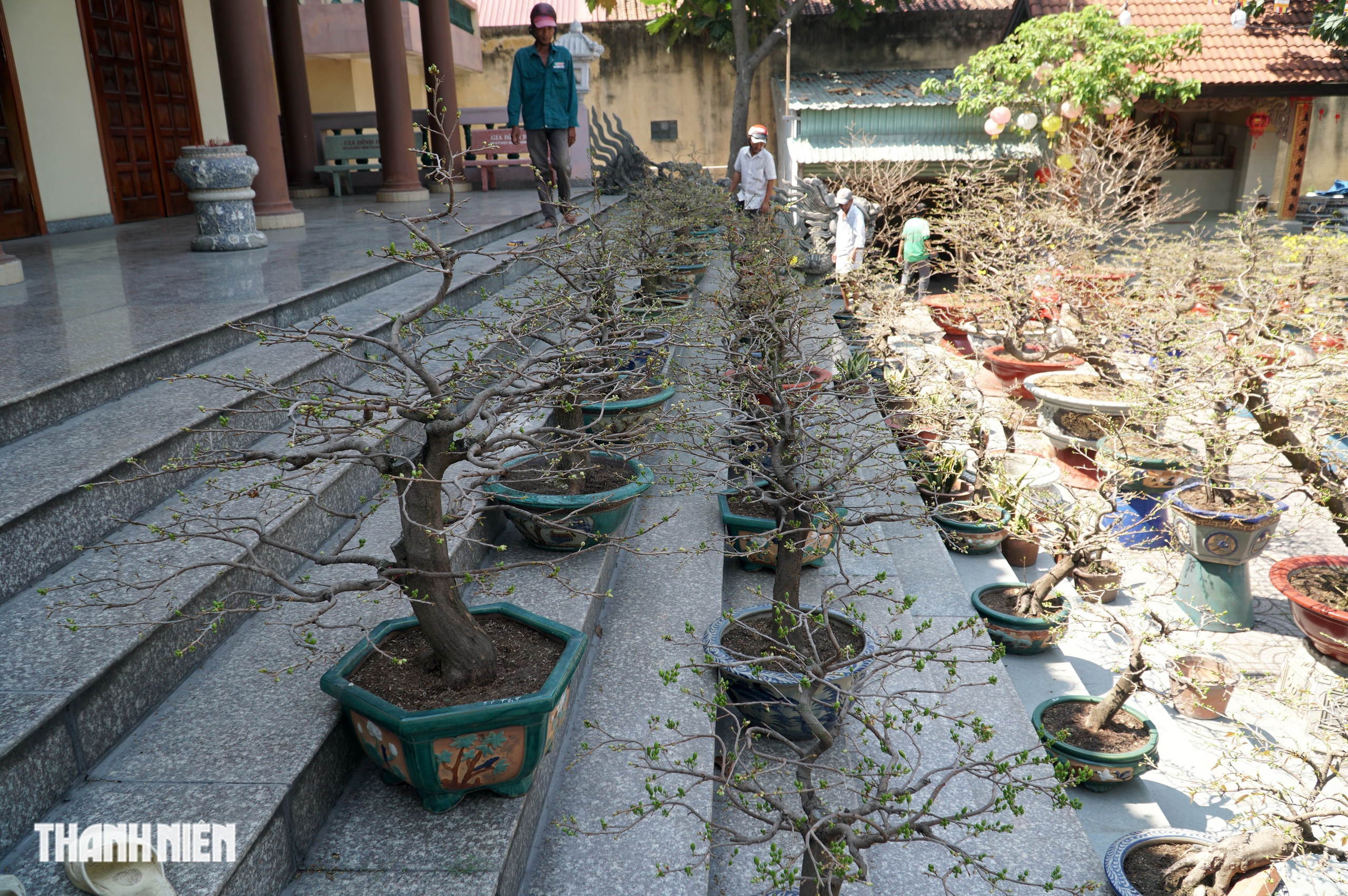 Mai tết đường Phạm Văn Đồng, TP.HCM: Thấp nhất 1 triệu, cao nhất trăm triệu đồng/cây- Ảnh 6.