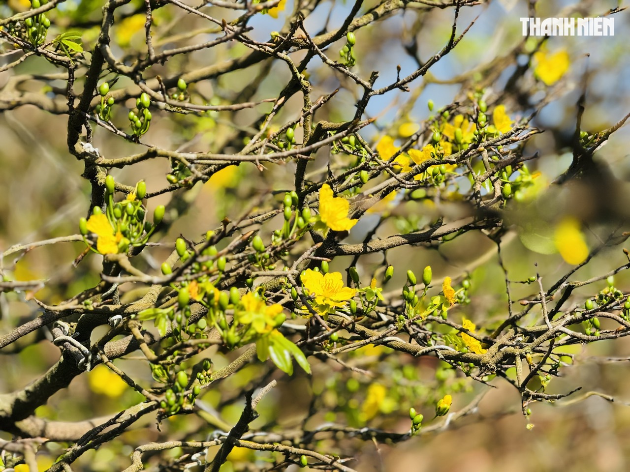 C&acirc;y mai v&agrave;ng hơn 70 năm tuổi ở Quảng Ng&atilde;i được chủ 'h&eacute;t gi&aacute;' 3,5 tỉ đồng - Ảnh 10.