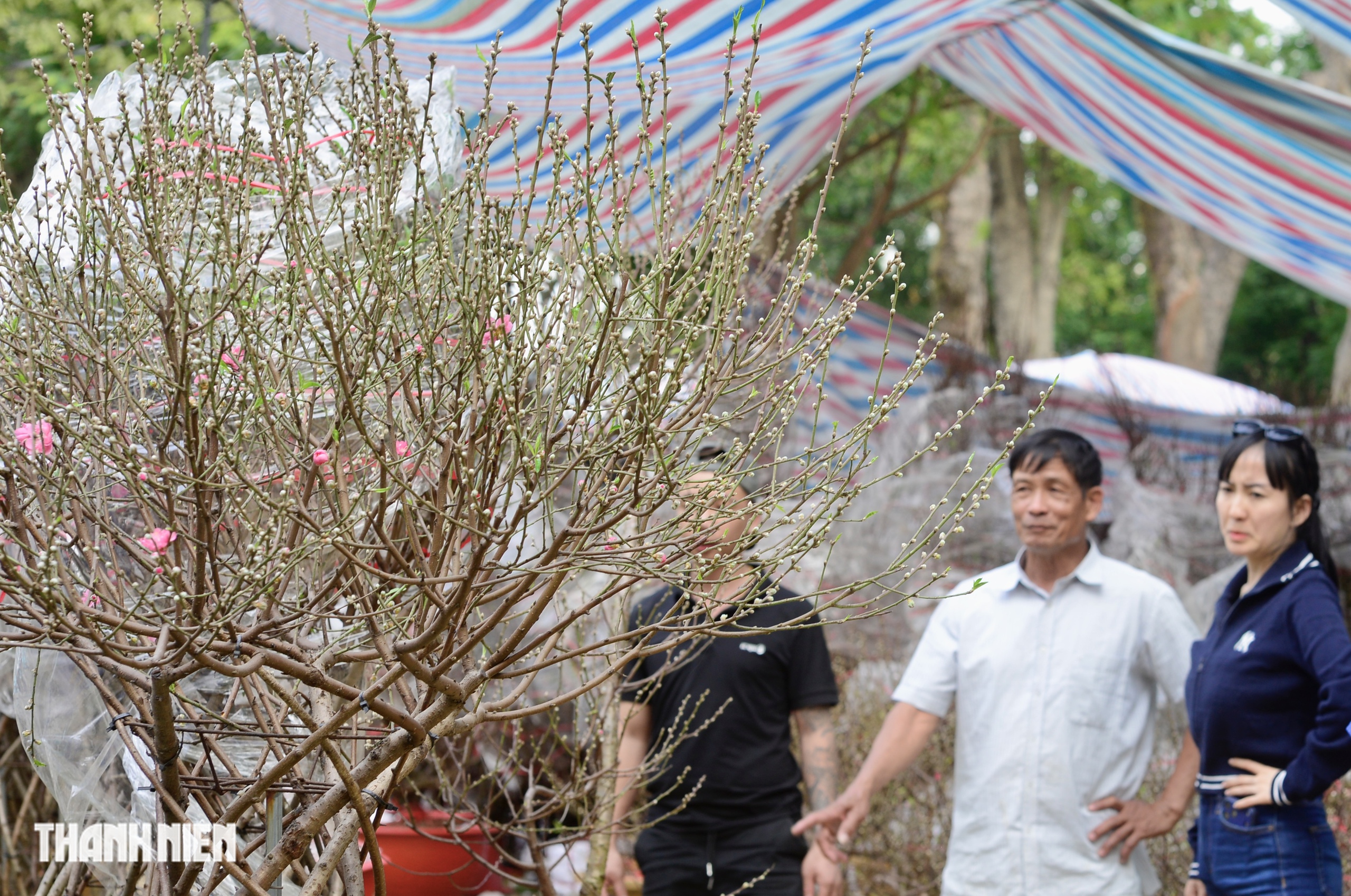 Chợ hoa tết ở tp.Hcm: Hoa đ&agrave;o quyến rũ chờ đ&oacute;n Bạn - Ảnh 7.