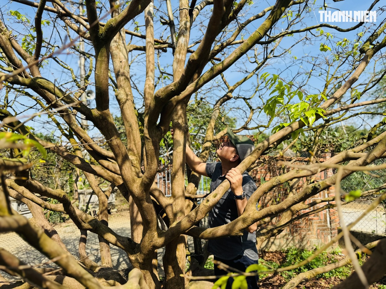 C&acirc;y mai v&agrave;ng hơn 70 năm tuổi ở Quảng Ng&atilde;i được chủ 'h&eacute;t gi&aacute;' 3,5 tỉ đồng - Ảnh 7.