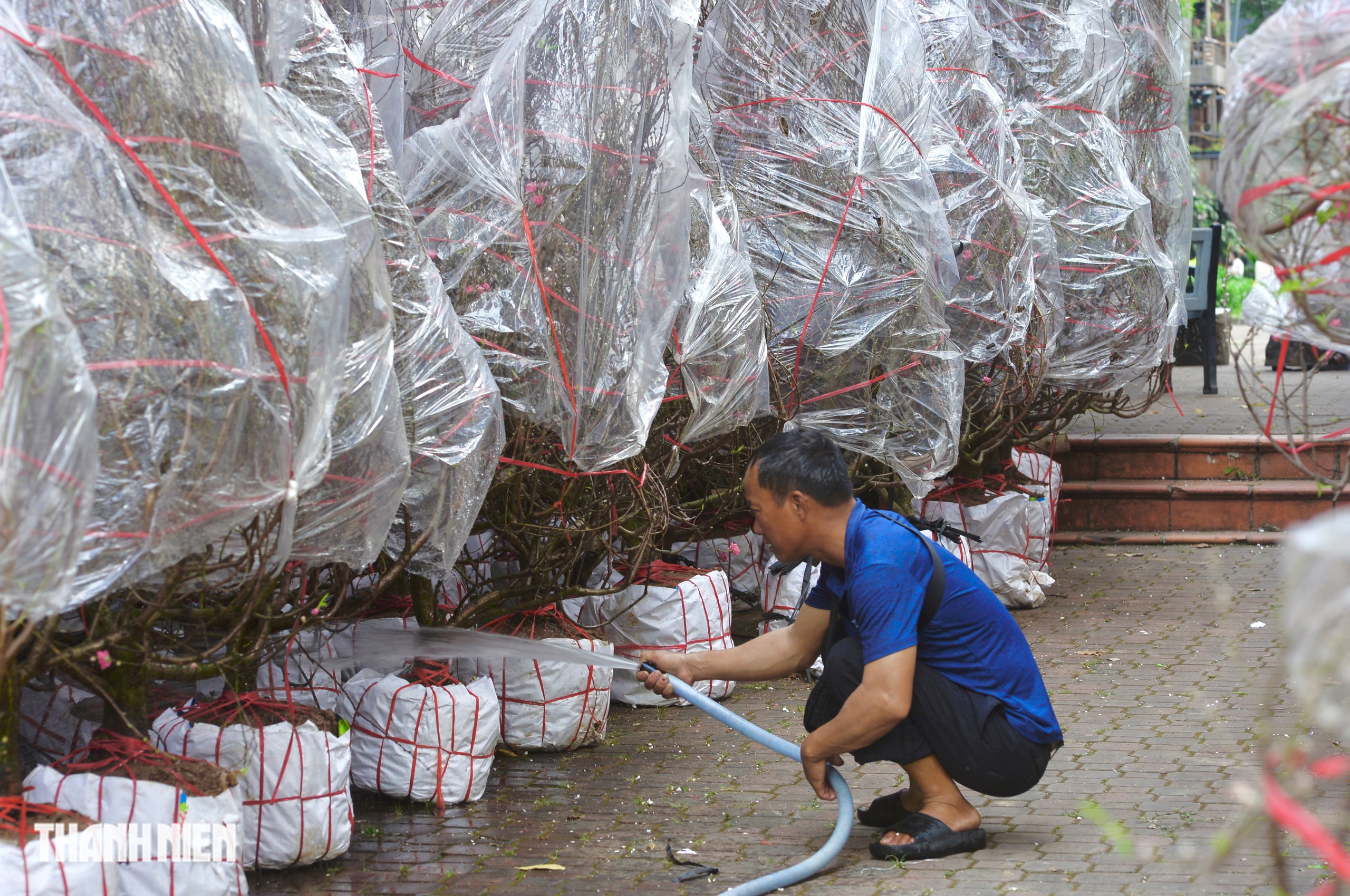 C&oacute; chợ hoa đ&agrave;o tết 'đẹp ngẩn ngơ' giữa trung t&acirc;m TP.HCM: Bạn biết chưa? - Ảnh 1.