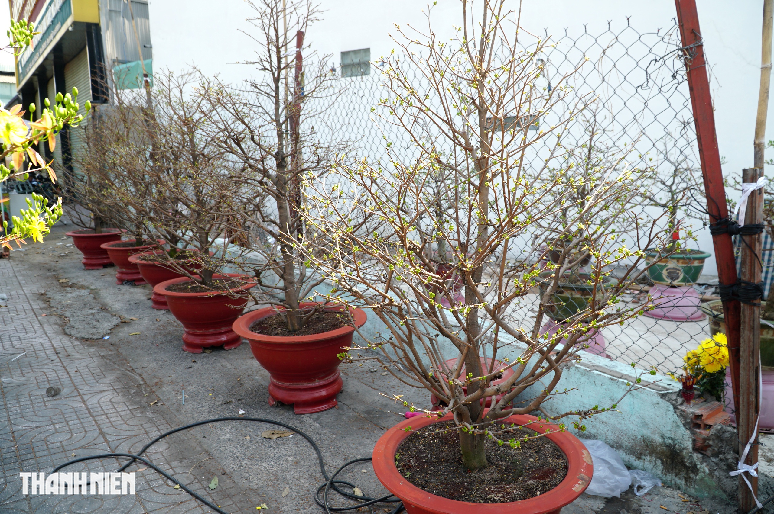 Mai tết đường Phạm Văn Đồng, TP.HCM: Thấp nhất 1 triệu, cao nhất trăm triệu đồng/cây- Ảnh 2.