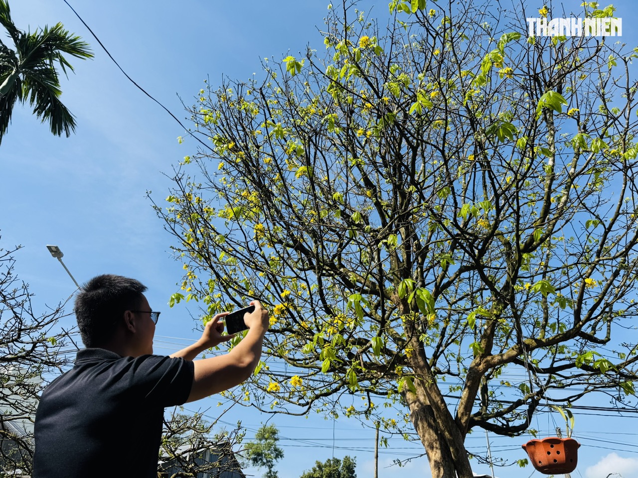 C&acirc;y mai v&agrave;ng hơn 70 năm tuổi ở Quảng Ng&atilde;i được chủ 'h&eacute;t gi&aacute;' 3,5 tỉ đồng - Ảnh 4.