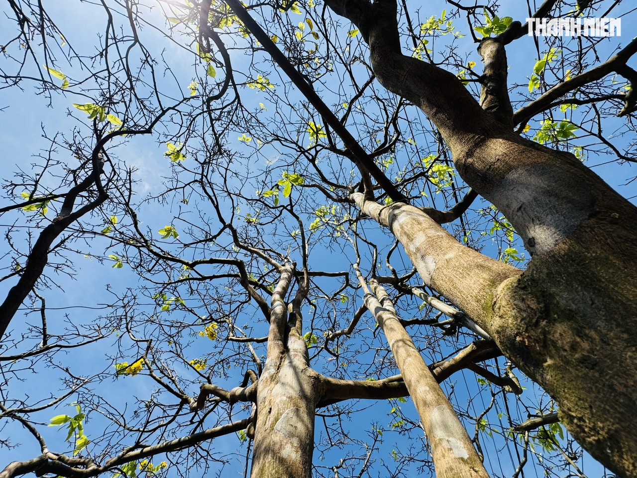 C&acirc;y mai v&agrave;ng hơn 70 năm tuổi ở Quảng Ng&atilde;i được chủ 'h&eacute;t gi&aacute;' 3,5 tỉ đồng - Ảnh 8.