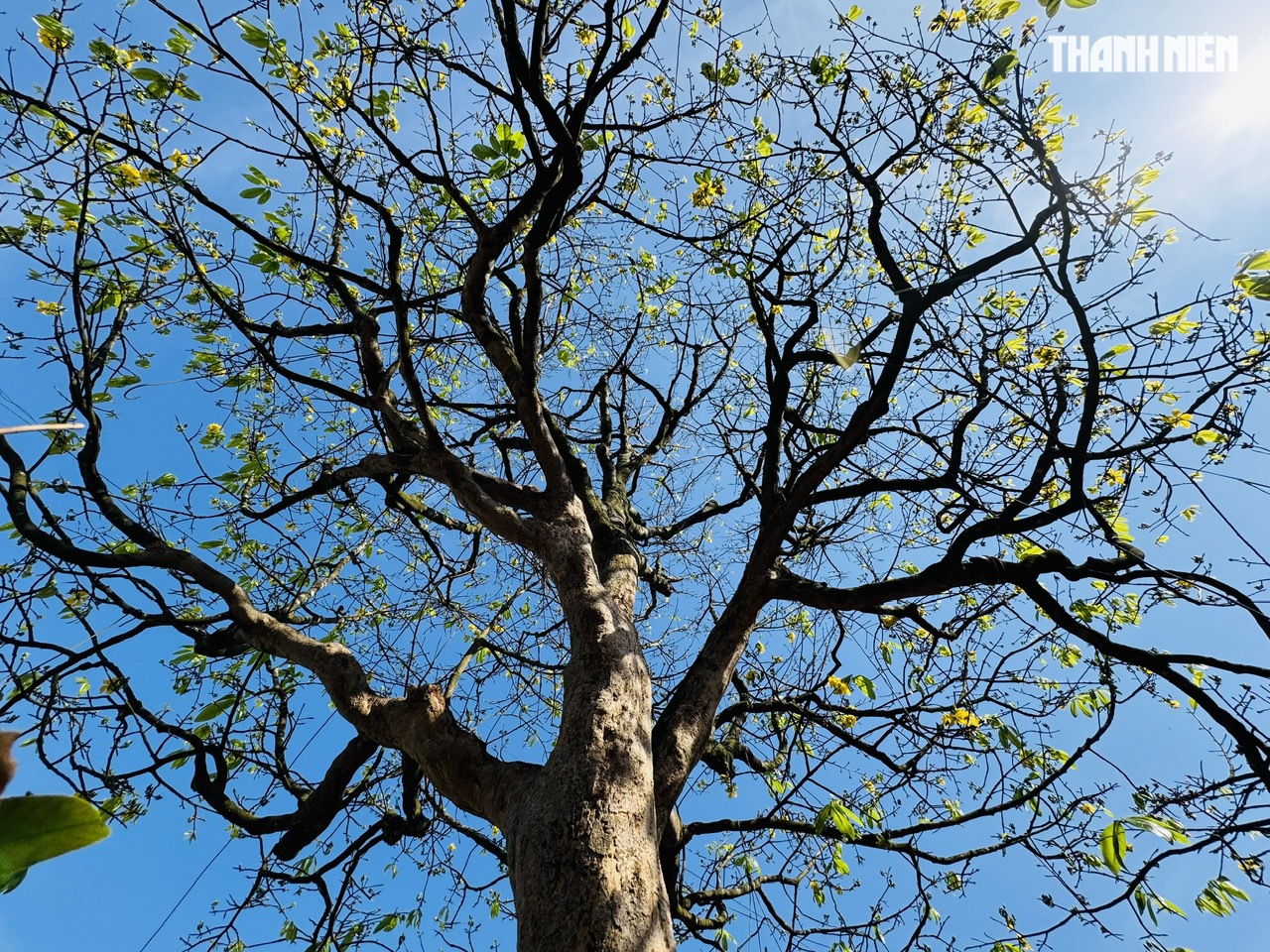 C&acirc;y mai v&agrave;ng hơn 70 năm tuổi ở Quảng Ng&atilde;i được chủ 'h&eacute;t gi&aacute;' 3,5 tỉ đồng - Ảnh 5.