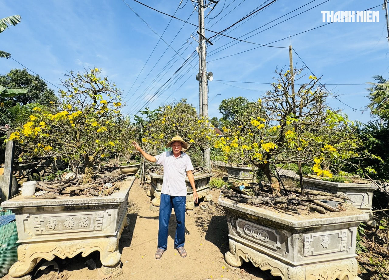 C&acirc;y mai v&agrave;ng hơn 70 năm tuổi ở Quảng Ng&atilde;i được chủ 'h&eacute;t gi&aacute;' 3,5 tỉ đồng - Ảnh 11.
