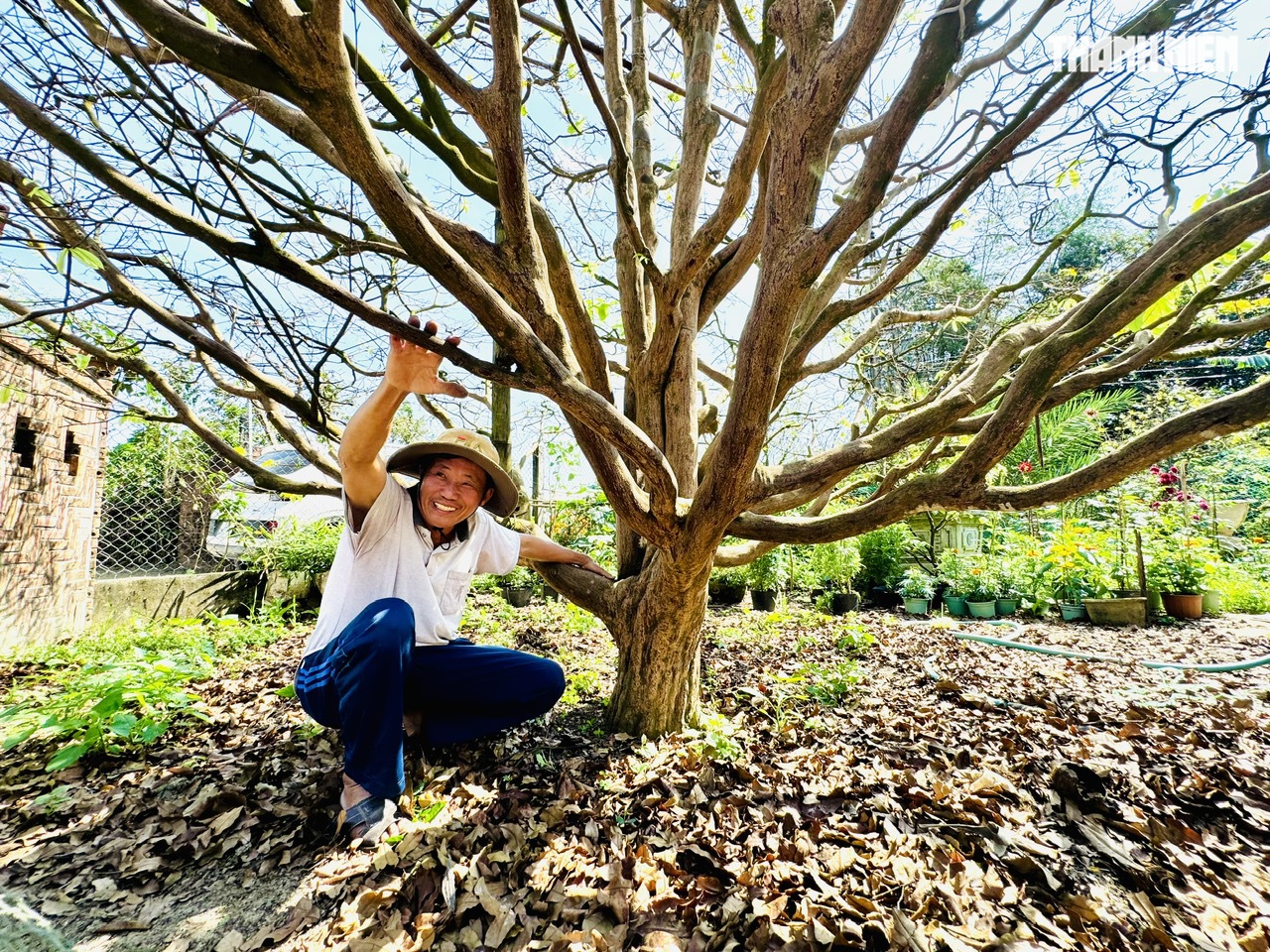 C&acirc;y mai v&agrave;ng hơn 70 năm tuổi ở Quảng Ng&atilde;i được chủ 'h&eacute;t gi&aacute;' 3,5 tỉ đồng - Ảnh 3.