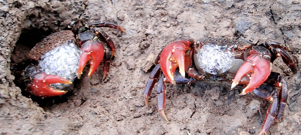 - Ảnh 1. - Ảnh 1.