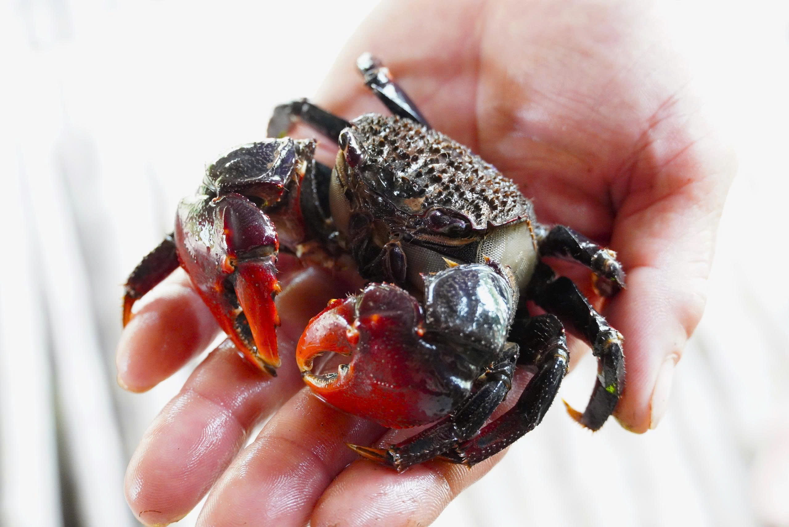 - Ảnh 4. - Ảnh 4.