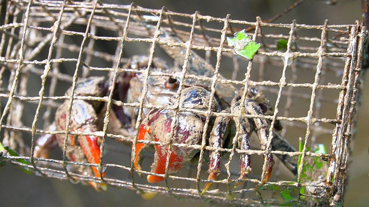 - Ảnh 5. - Ảnh 5.