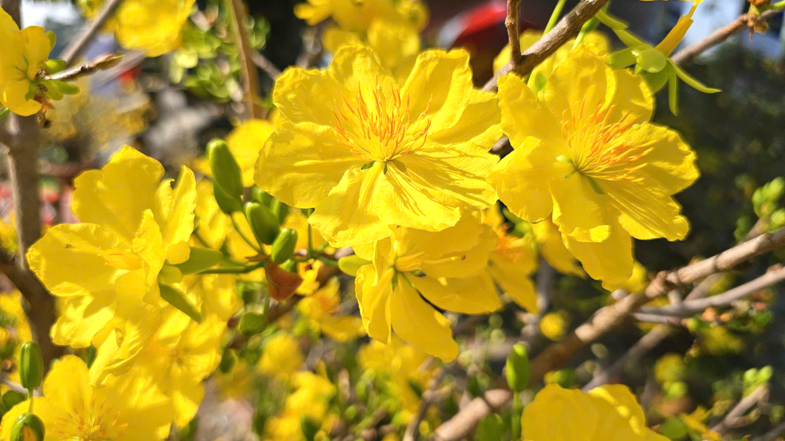 Độc đáo đường hoa mai vàng Bình Lợi rực rỡ chào xuân Bính Ngọ 2026- Ảnh 5.