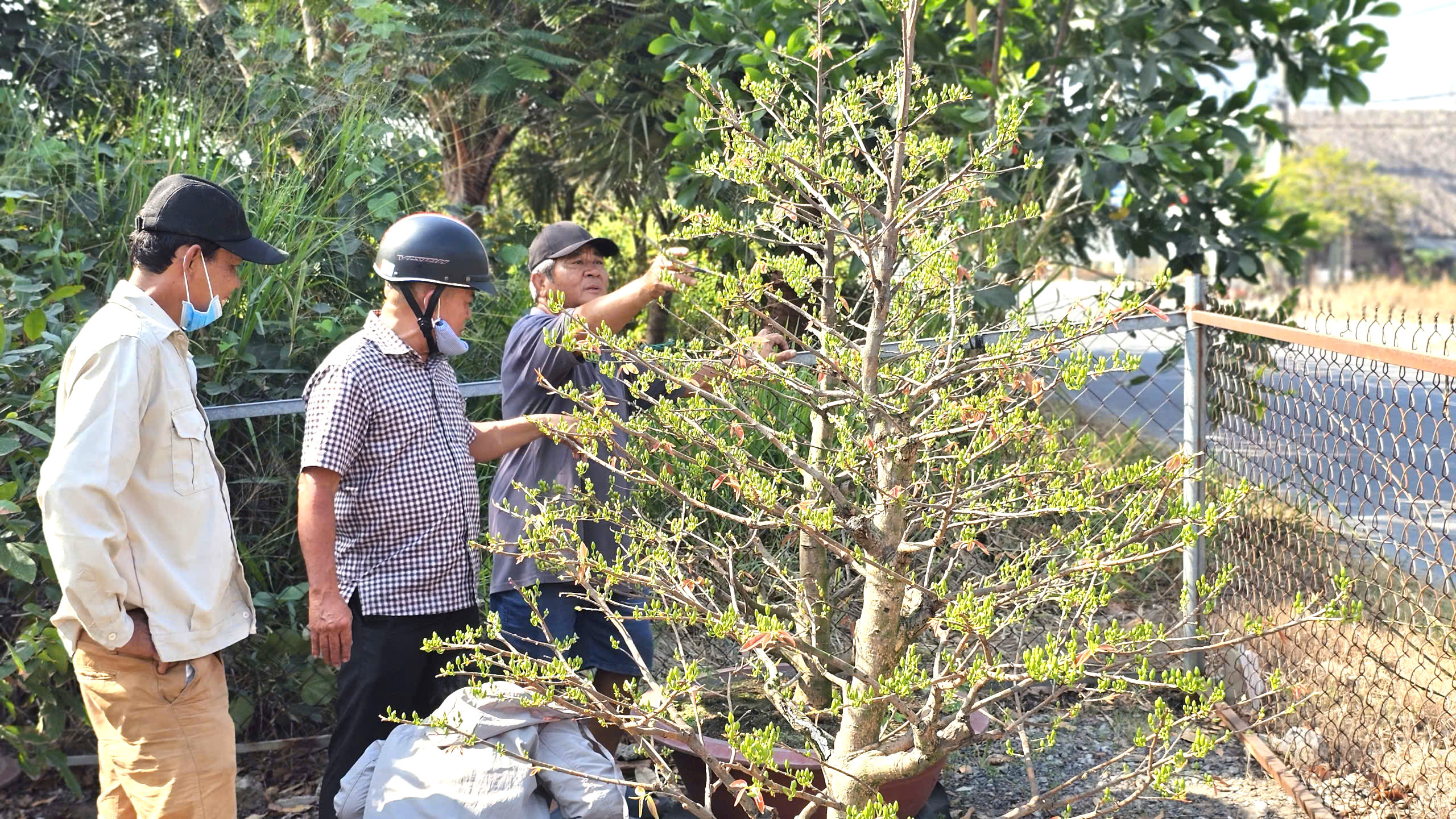 Độc đáo đường hoa mai vàng Bình Lợi rực rỡ chào xuân Bính Ngọ 2026- Ảnh 7.