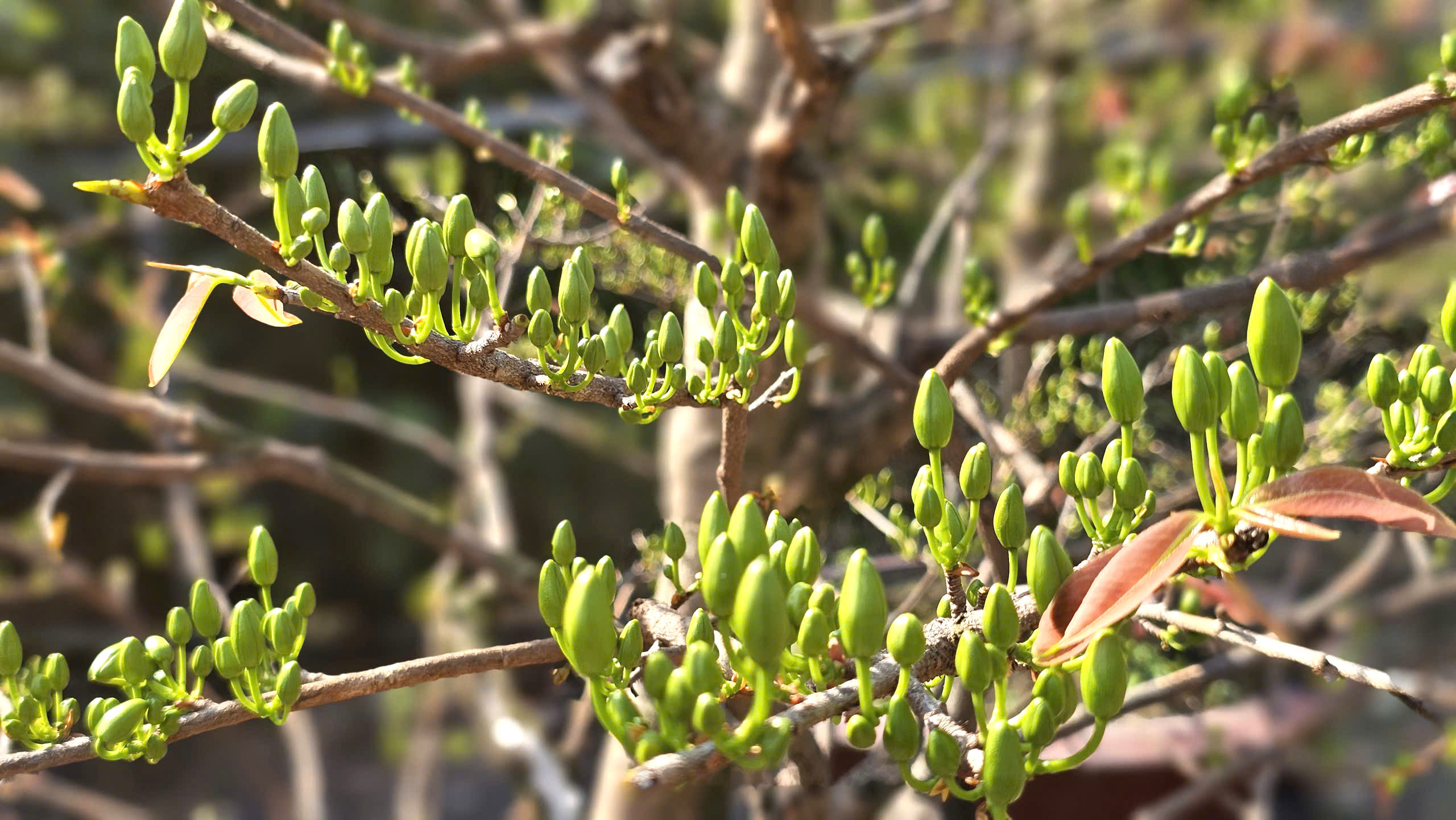 Độc đáo đường hoa mai vàng Bình Lợi rực rỡ chào xuân Bính Ngọ 2026- Ảnh 8.