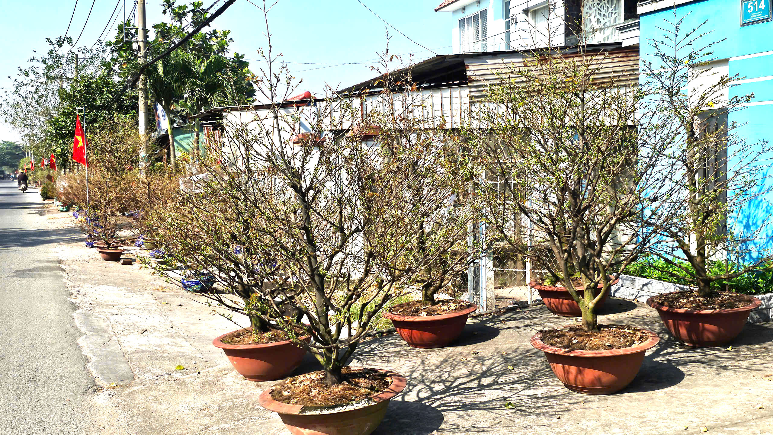 Độc đáo đường hoa mai vàng Bình Lợi rực rỡ chào xuân Bính Ngọ 2026- Ảnh 9.