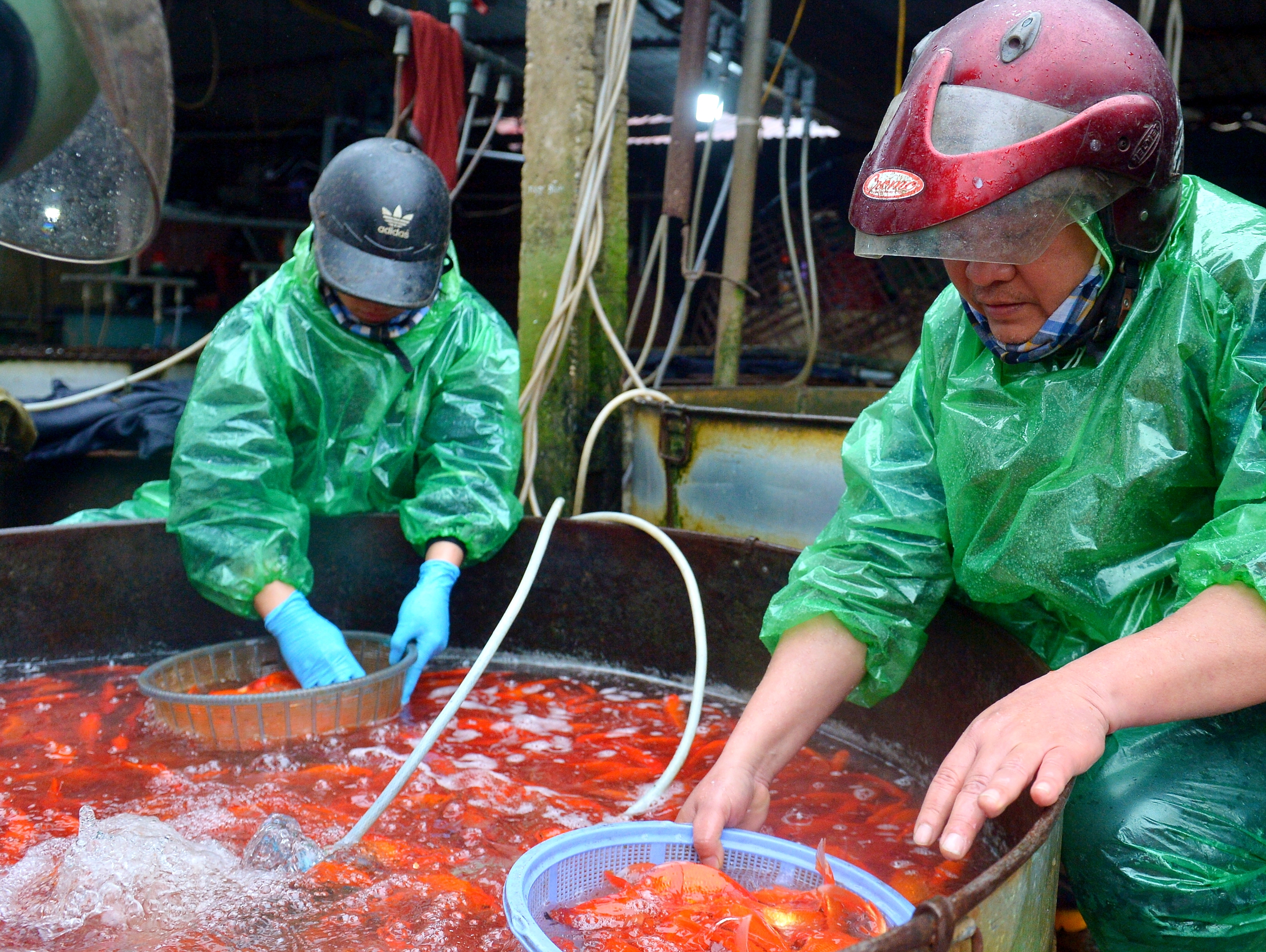 Gi&aacute; c&aacute; ch&eacute;p đỏ giảm s&acirc;u, l&aacute;i bu&ocirc;n đổ c&aacute; kh&aacute;ch chọn lại chậu, quyết kh&ocirc;ng b&aacute;n rẻ- Ảnh 2.