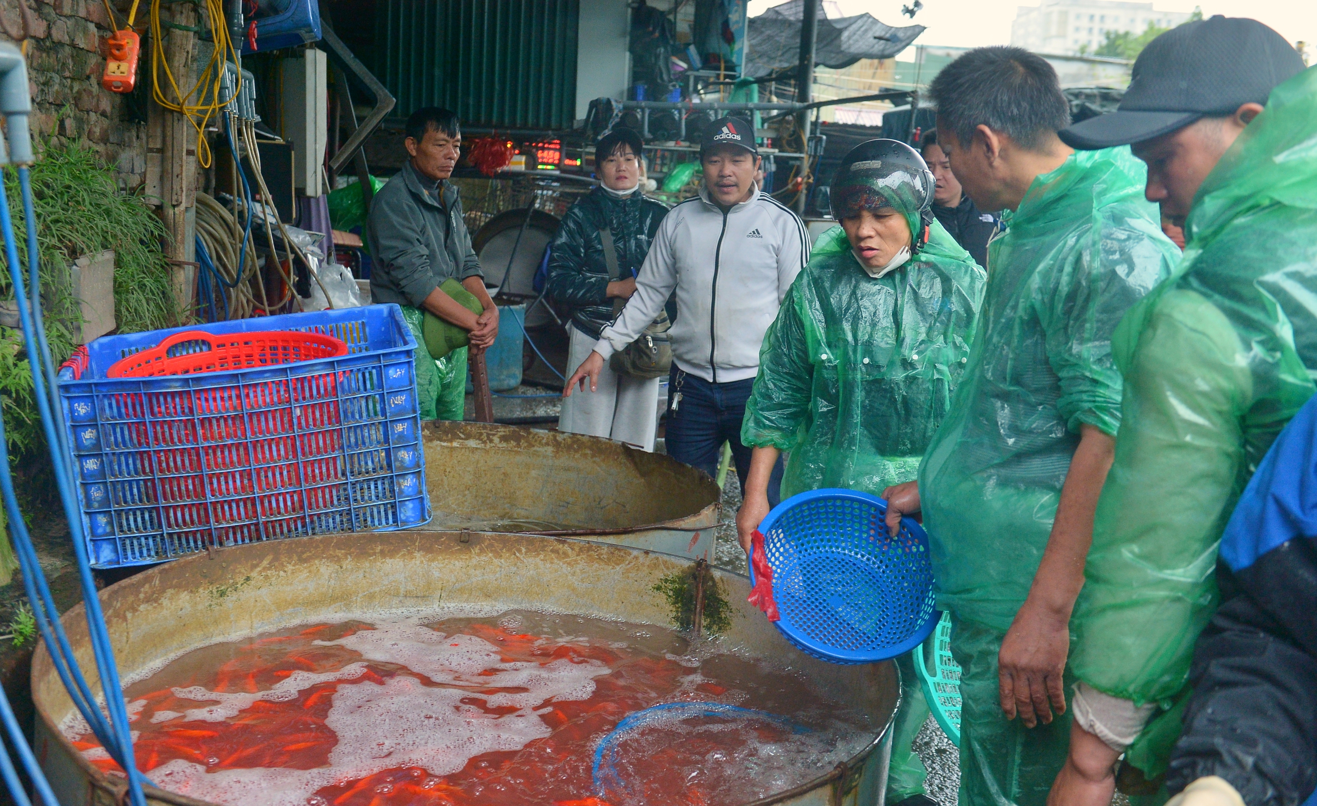 Gi&aacute; c&aacute; ch&eacute;p đỏ giảm s&acirc;u, l&aacute;i bu&ocirc;n đổ c&aacute; kh&aacute;ch chọn lại chậu, quyết kh&ocirc;ng b&aacute;n rẻ- Ảnh 1.