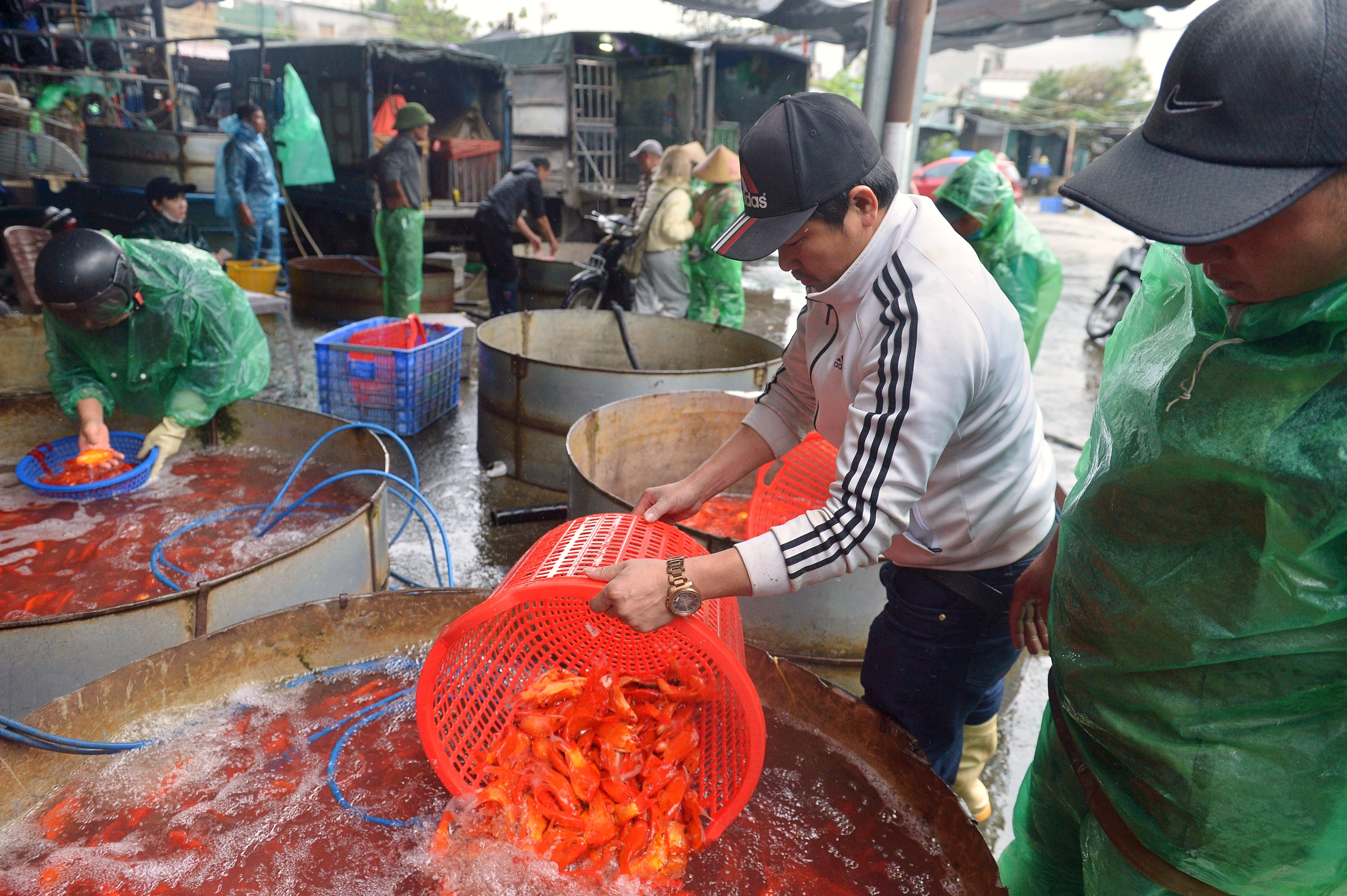 Gi&aacute; c&aacute; ch&eacute;p đỏ giảm s&acirc;u, l&aacute;i bu&ocirc;n đổ c&aacute; kh&aacute;ch chọn lại chậu, quyết kh&ocirc;ng b&aacute;n rẻ- Ảnh 7.