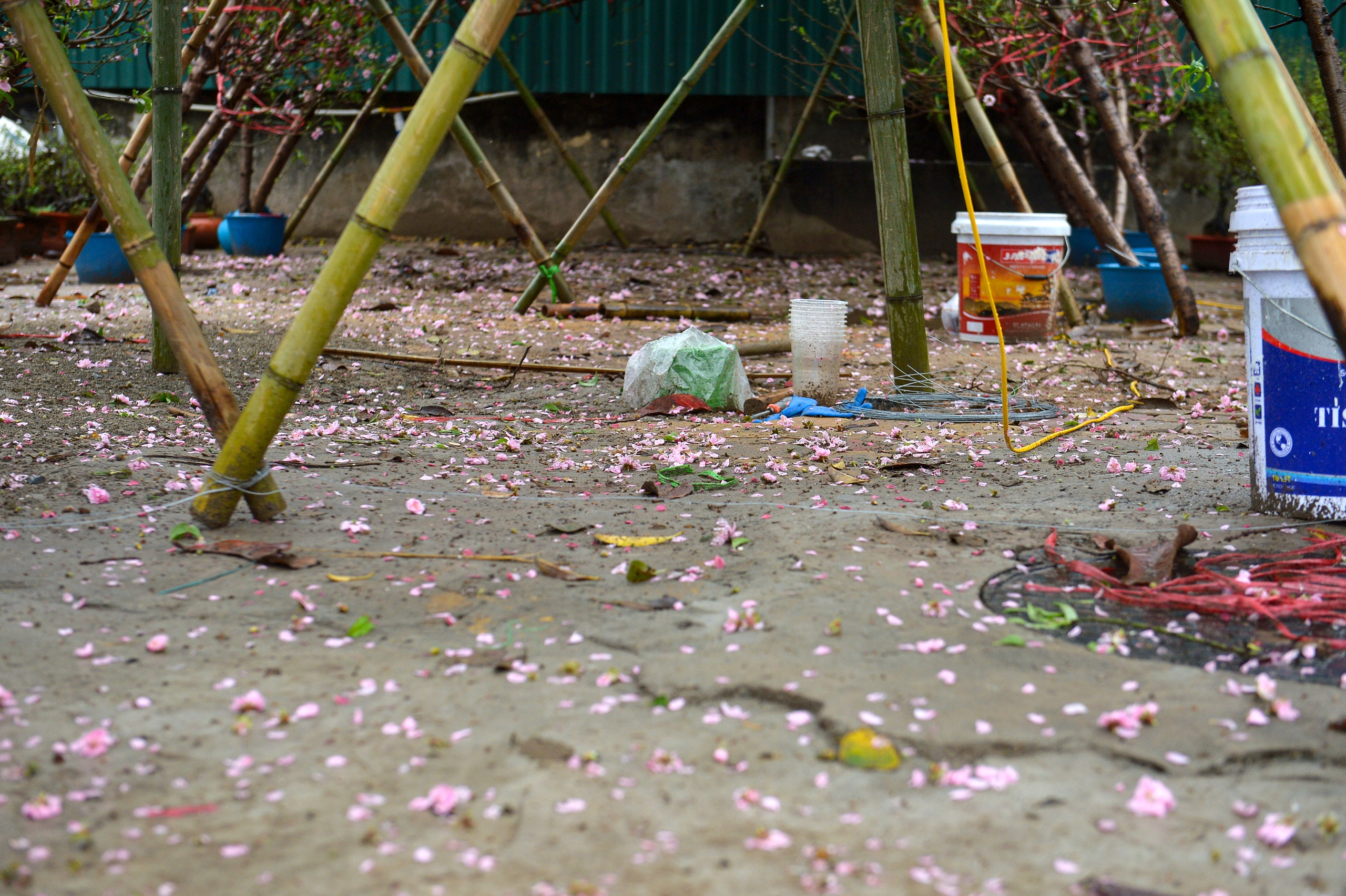 Đào, quất tết ế ẩm, tiểu thương đỏ mắt mong 'trời đừng mưa nữa' - Ảnh 3.