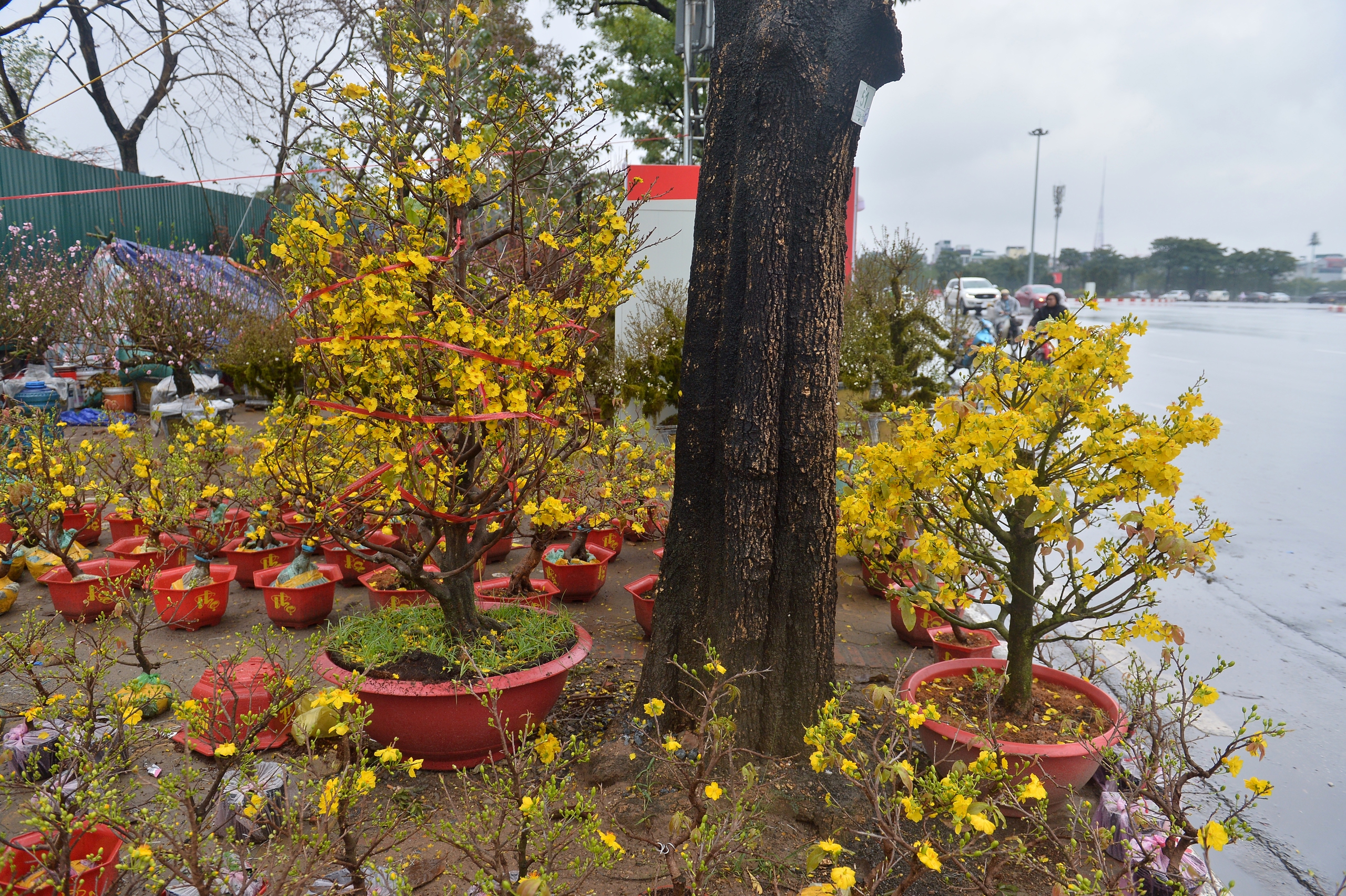 Đào, quất tết ế ẩm, tiểu thương đỏ mắt mong 'trời đừng mưa nữa' - Ảnh 5.