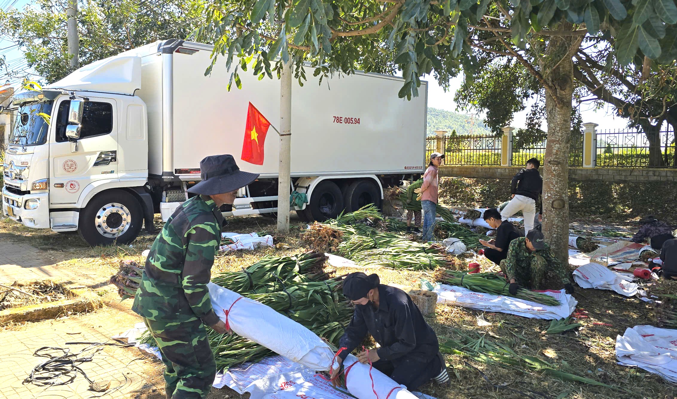 Hoa lay ơn Đà Lạt hút hàng dịp Tết Bính Ngọ, giá tăng mạnh- Ảnh 2.