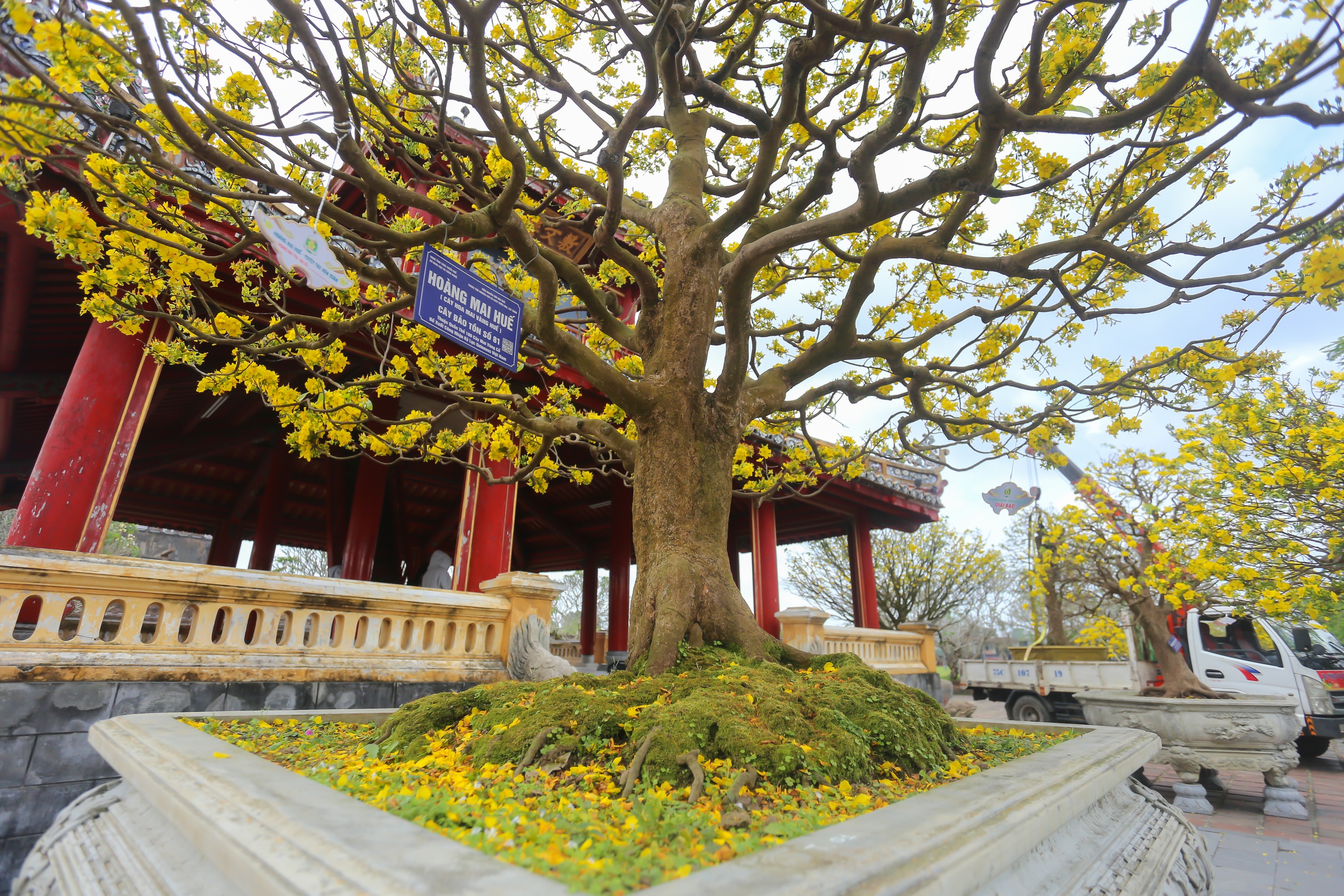 Chi&ecirc;m ngưỡng những 'si&ecirc;u' ho&agrave;ng mai tiền tỉ ở Huế trước Phu Văn L&acirc;u- Ảnh 3.