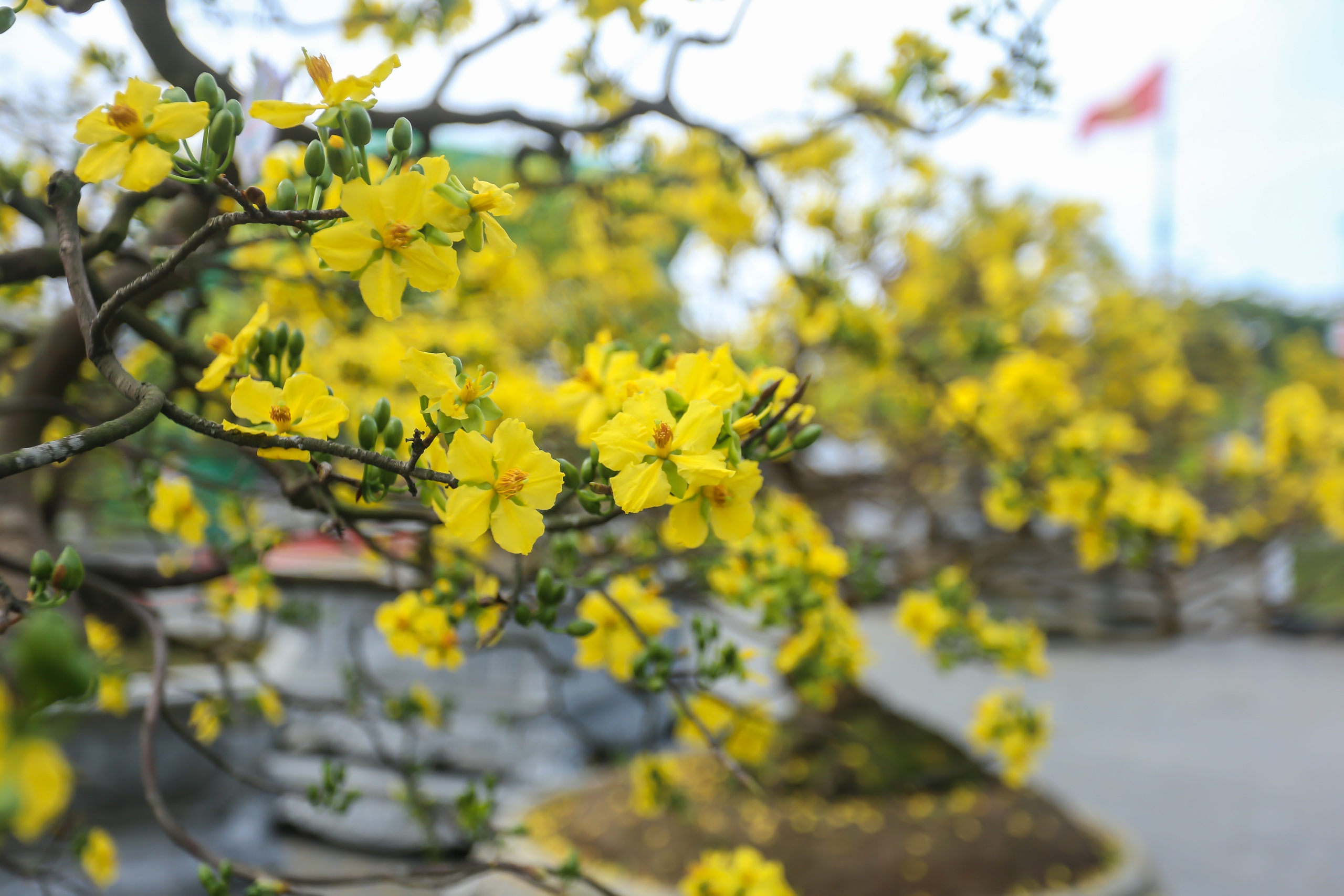 Chi&ecirc;m ngưỡng những 'si&ecirc;u' ho&agrave;ng mai tiền tỉ ở Huế trước Phu Văn L&acirc;u- Ảnh 4.