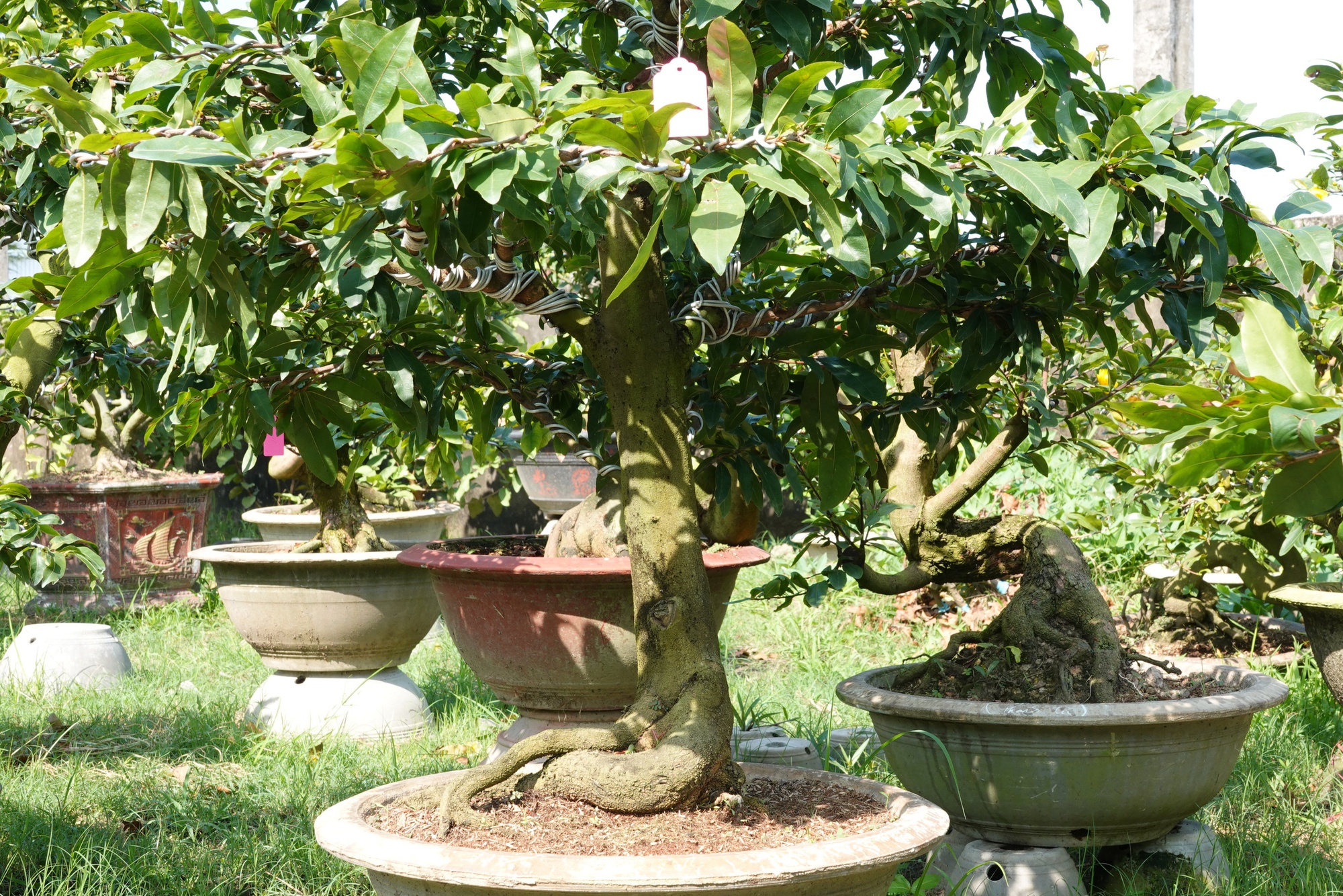 Đưa mai bonsai l&ecirc;n livestream, c&ocirc; g&aacute;i Cần Thơ kiếm tiền triệu mỗi ng&agrave;y - Ảnh 2.