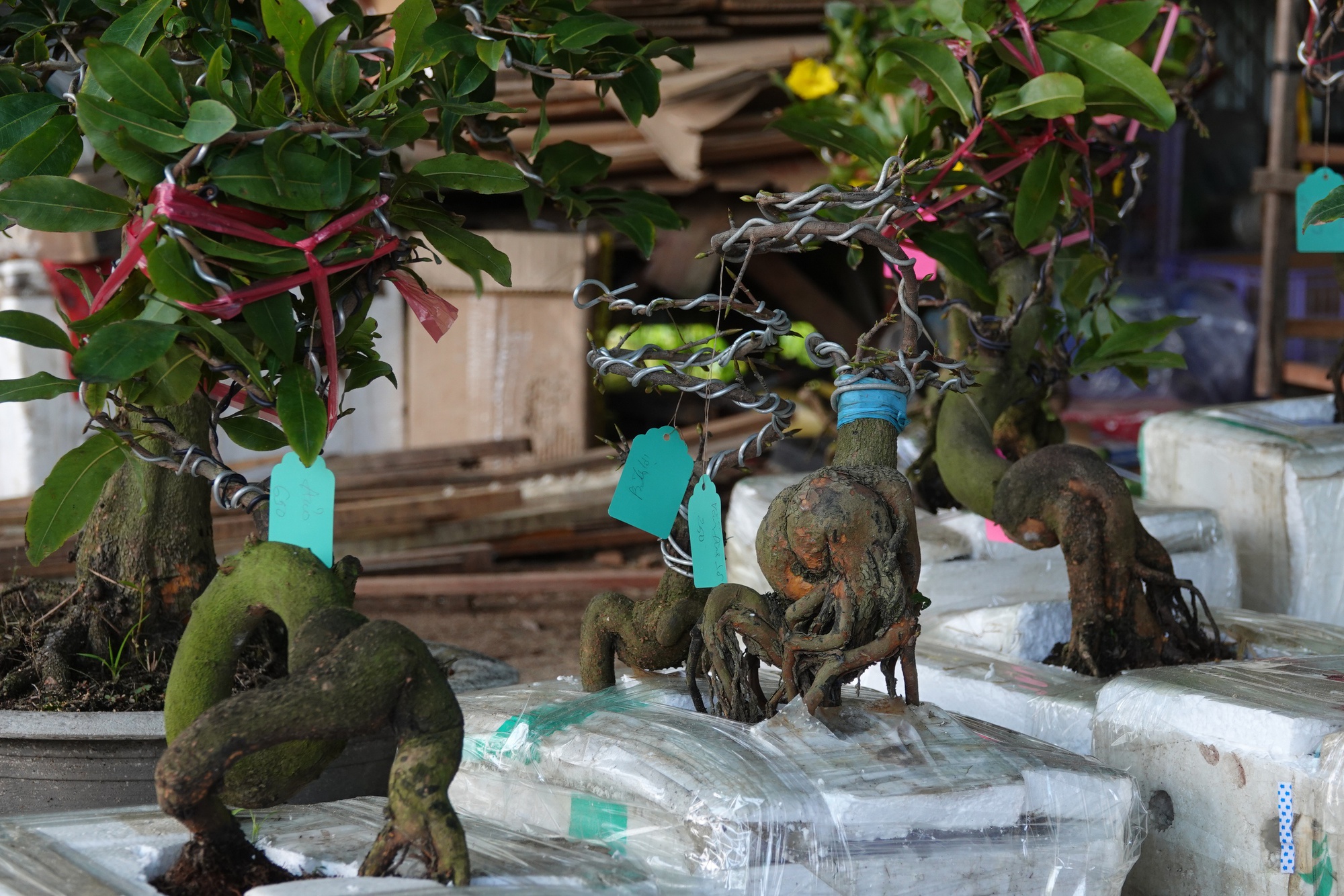 Đưa mai bonsai l&ecirc;n livestream, c&ocirc; g&aacute;i Cần Thơ kiếm tiền triệu mỗi ng&agrave;y - Ảnh 3.