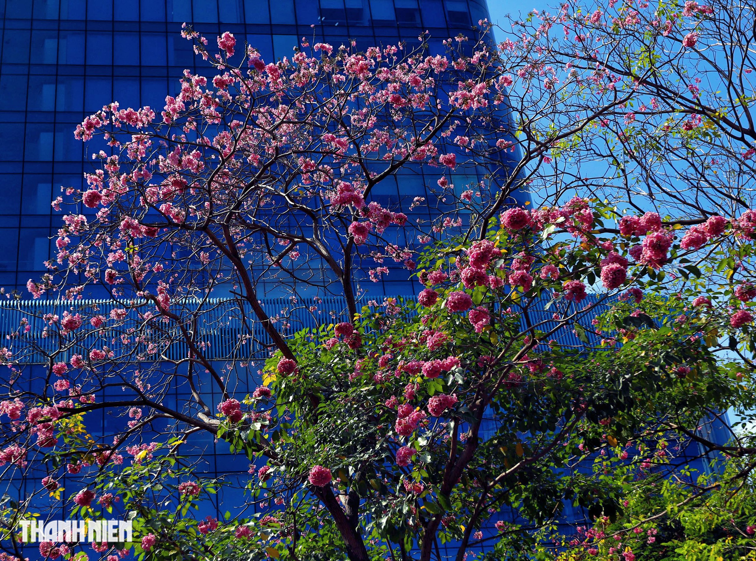 Hoa k&egrave;n hồng nở rộ giữa trung t&acirc;m TP.HCM, nhuộm hồng đường H&agrave;m Nghi - Ảnh 3.